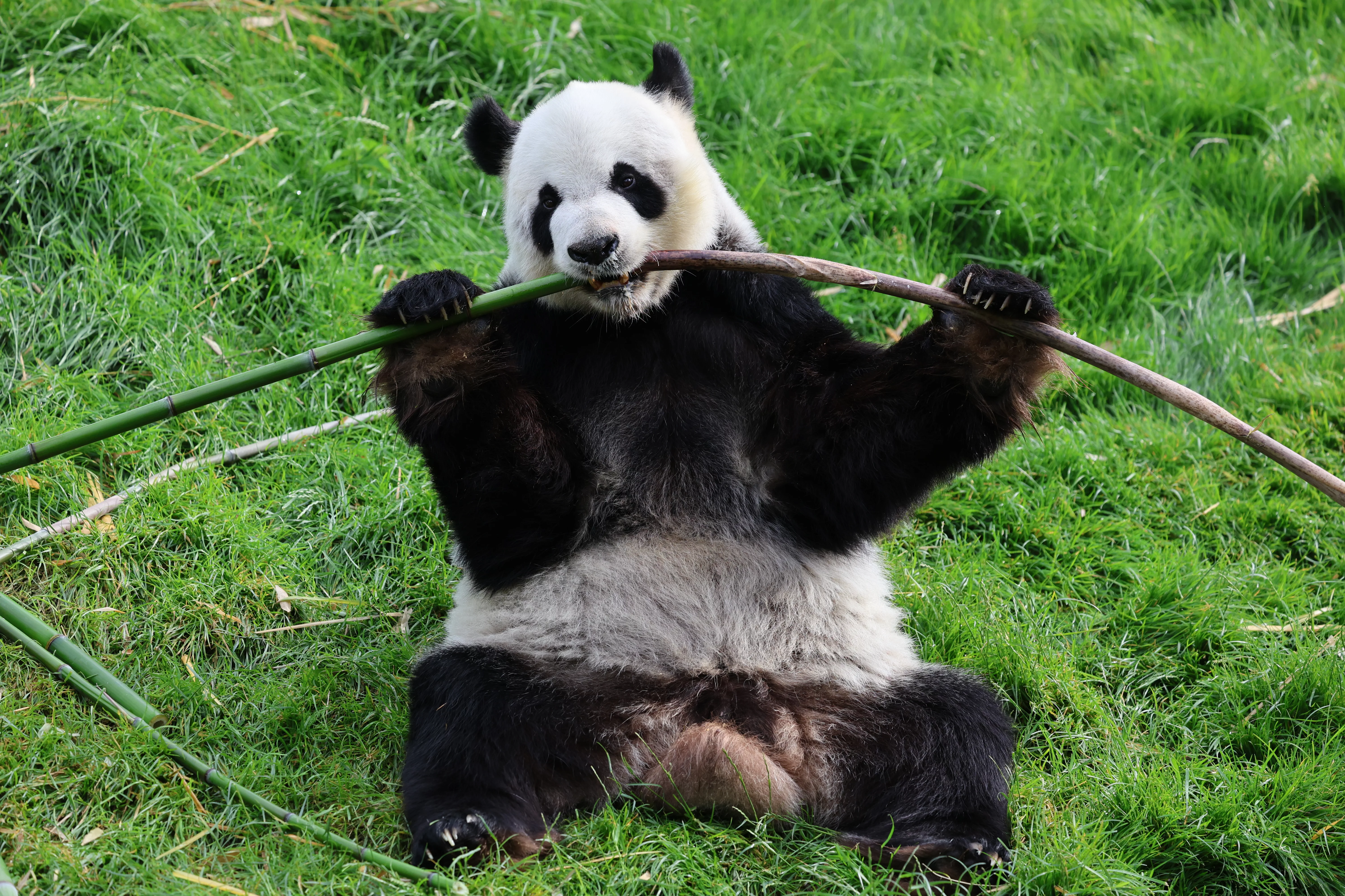 Pairi Daiza
