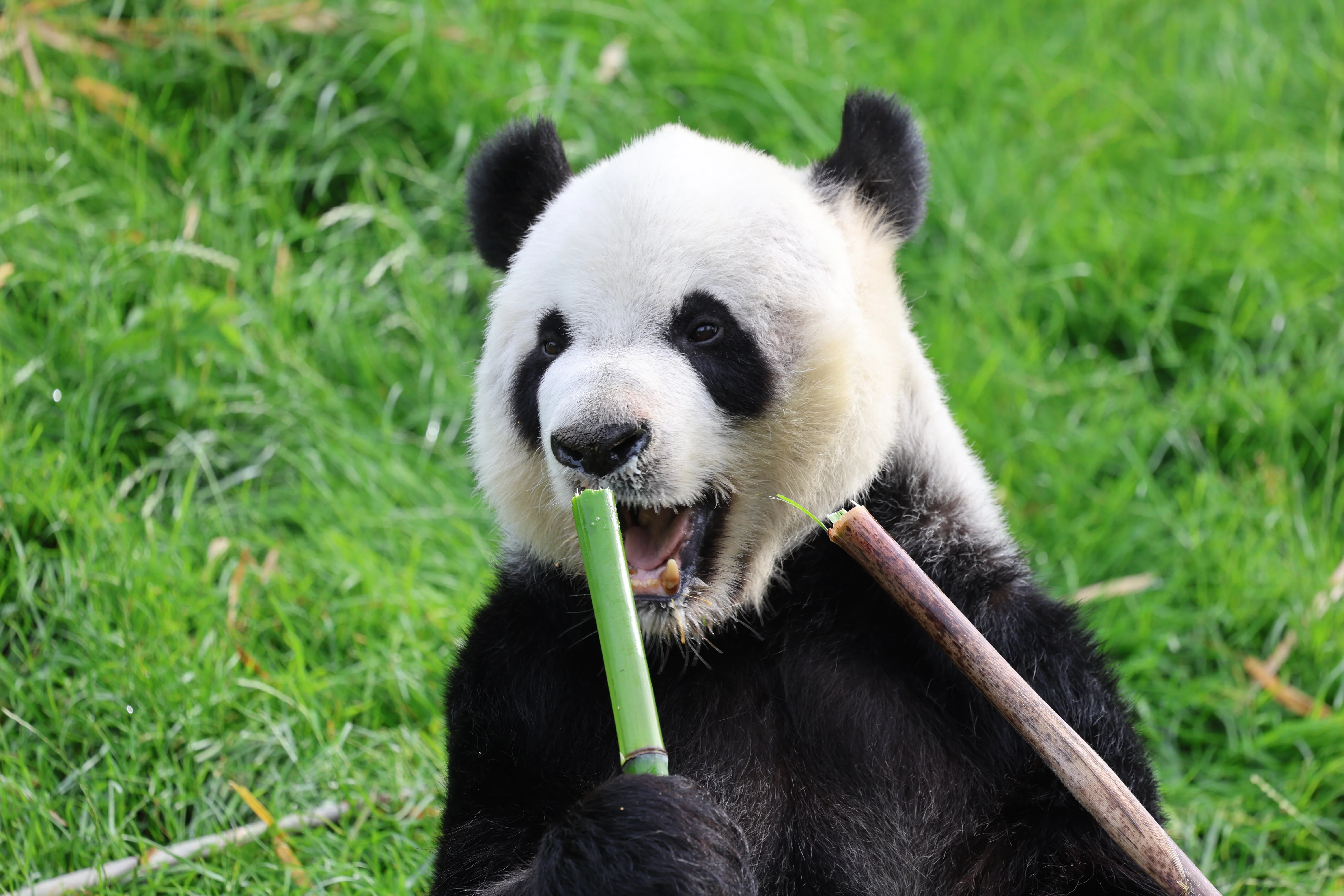 Pairi Daiza