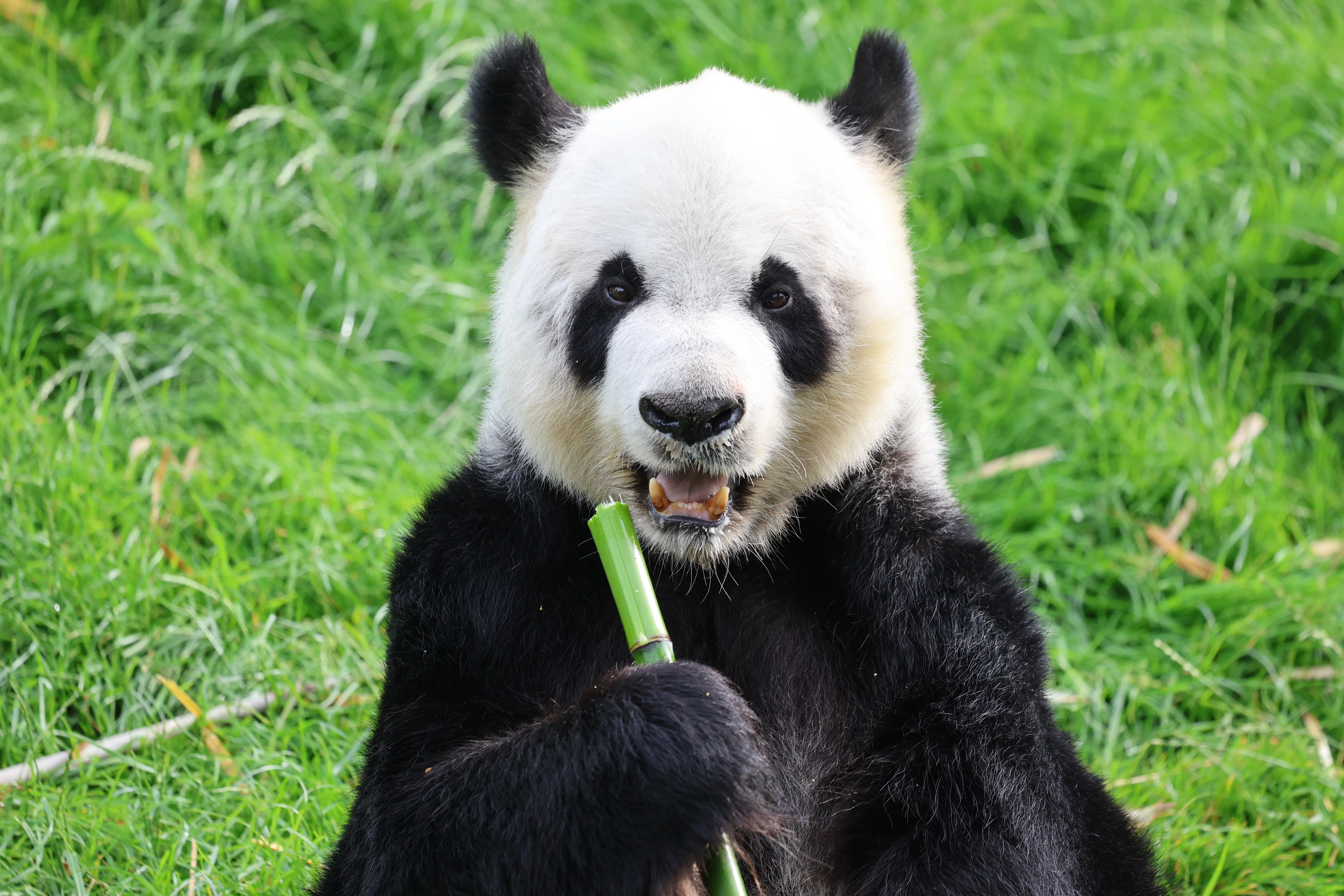 Pairi Daiza