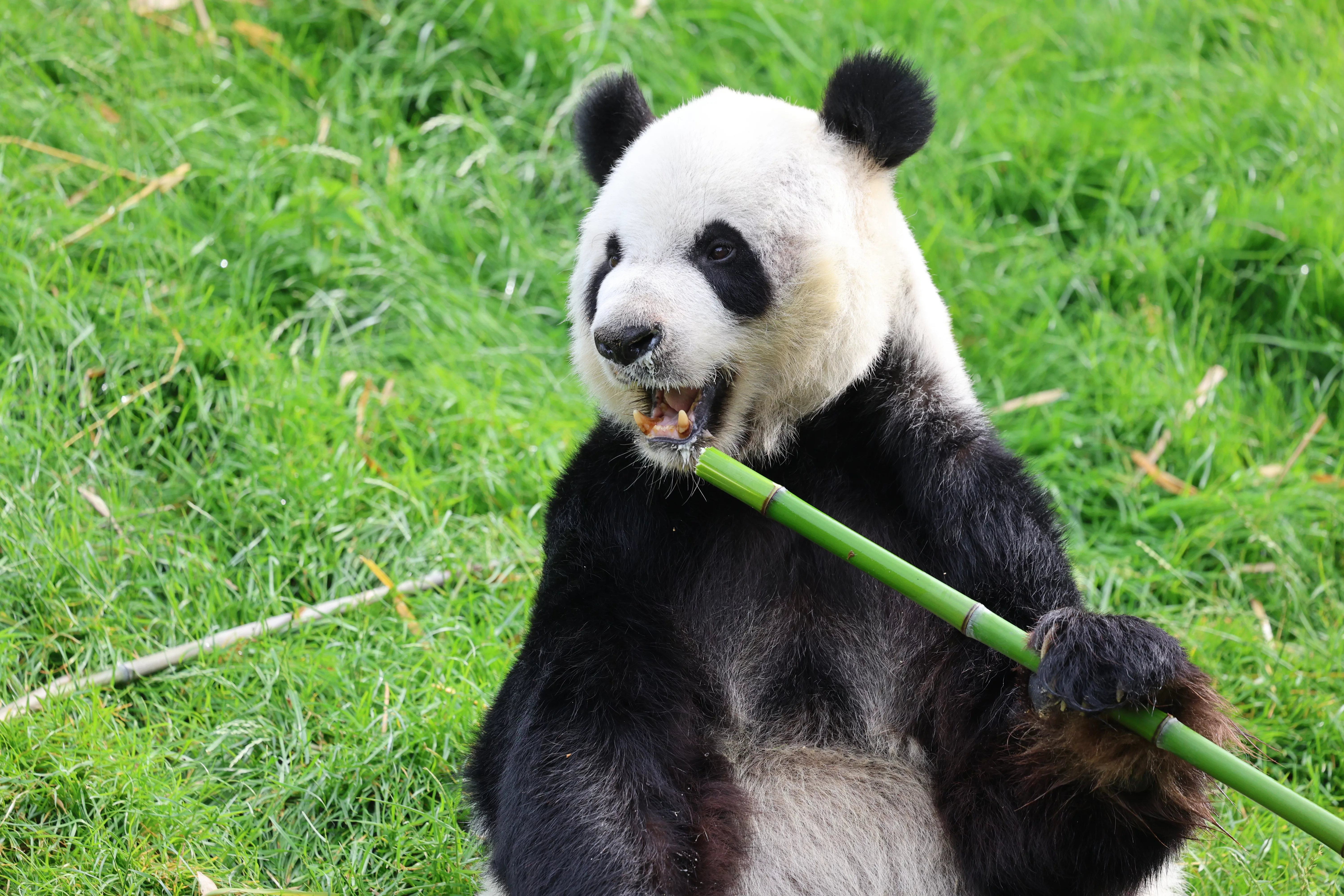 Pairi Daiza