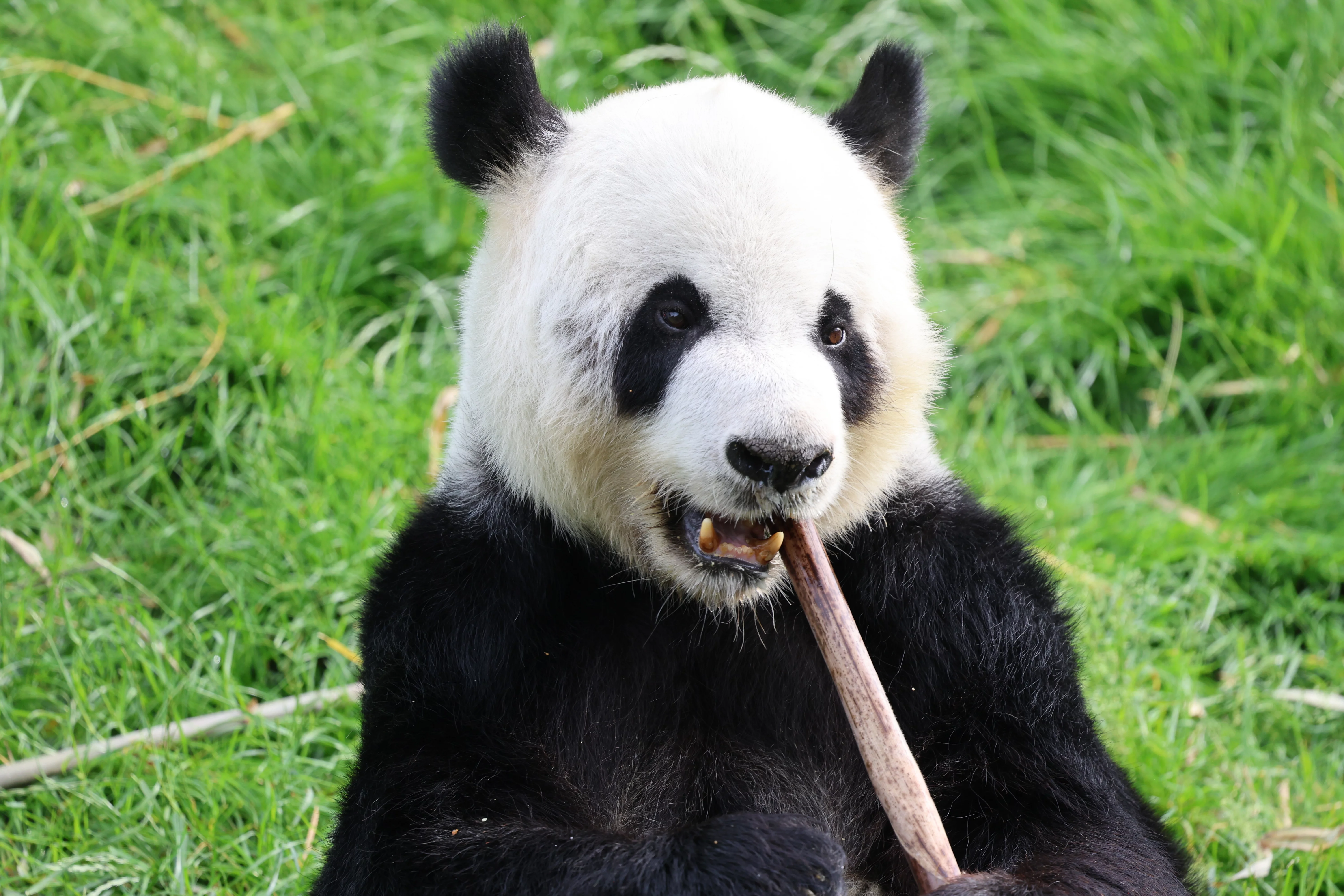 Pairi Daiza