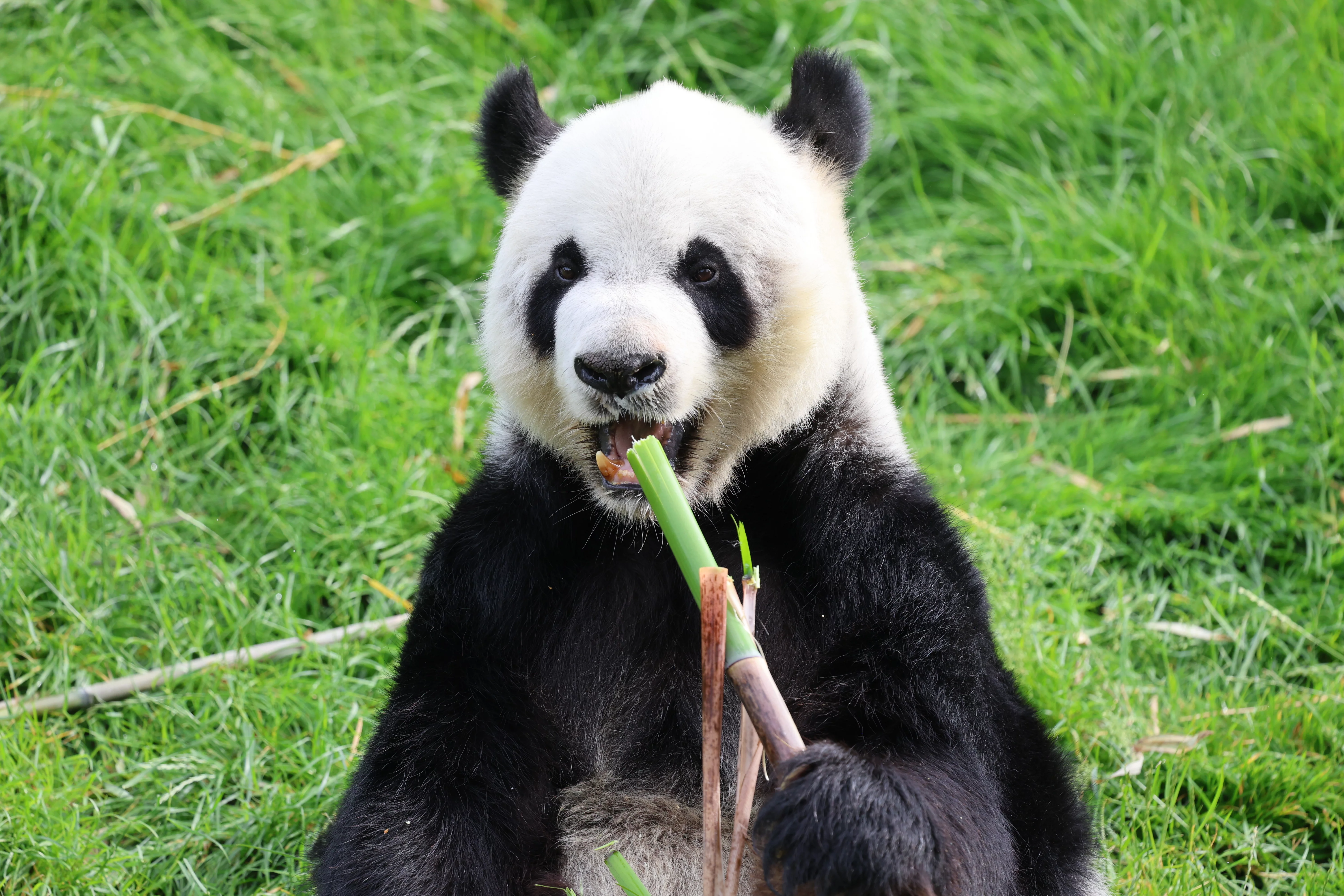 Pairi Daiza