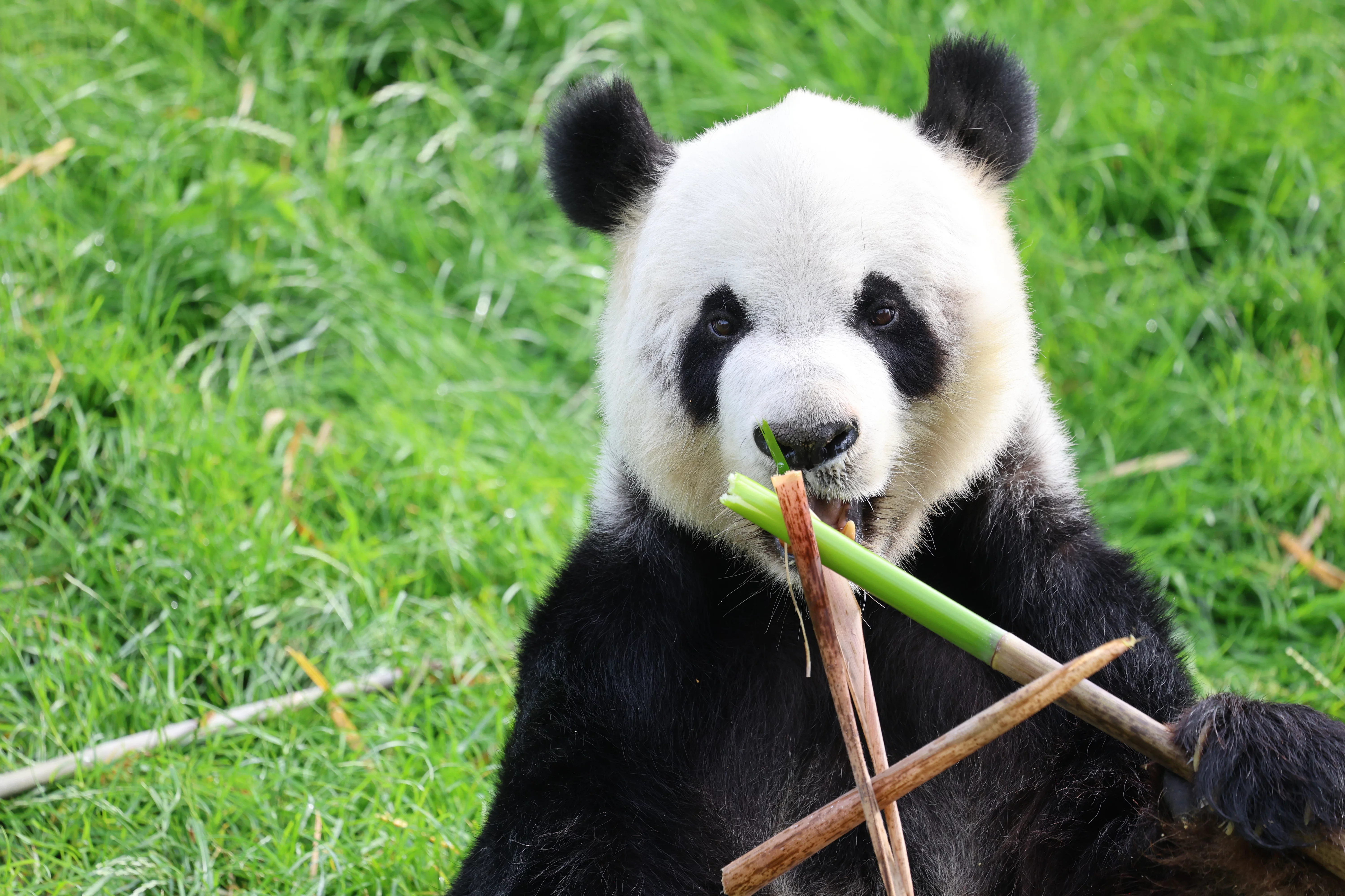 Pairi Daiza