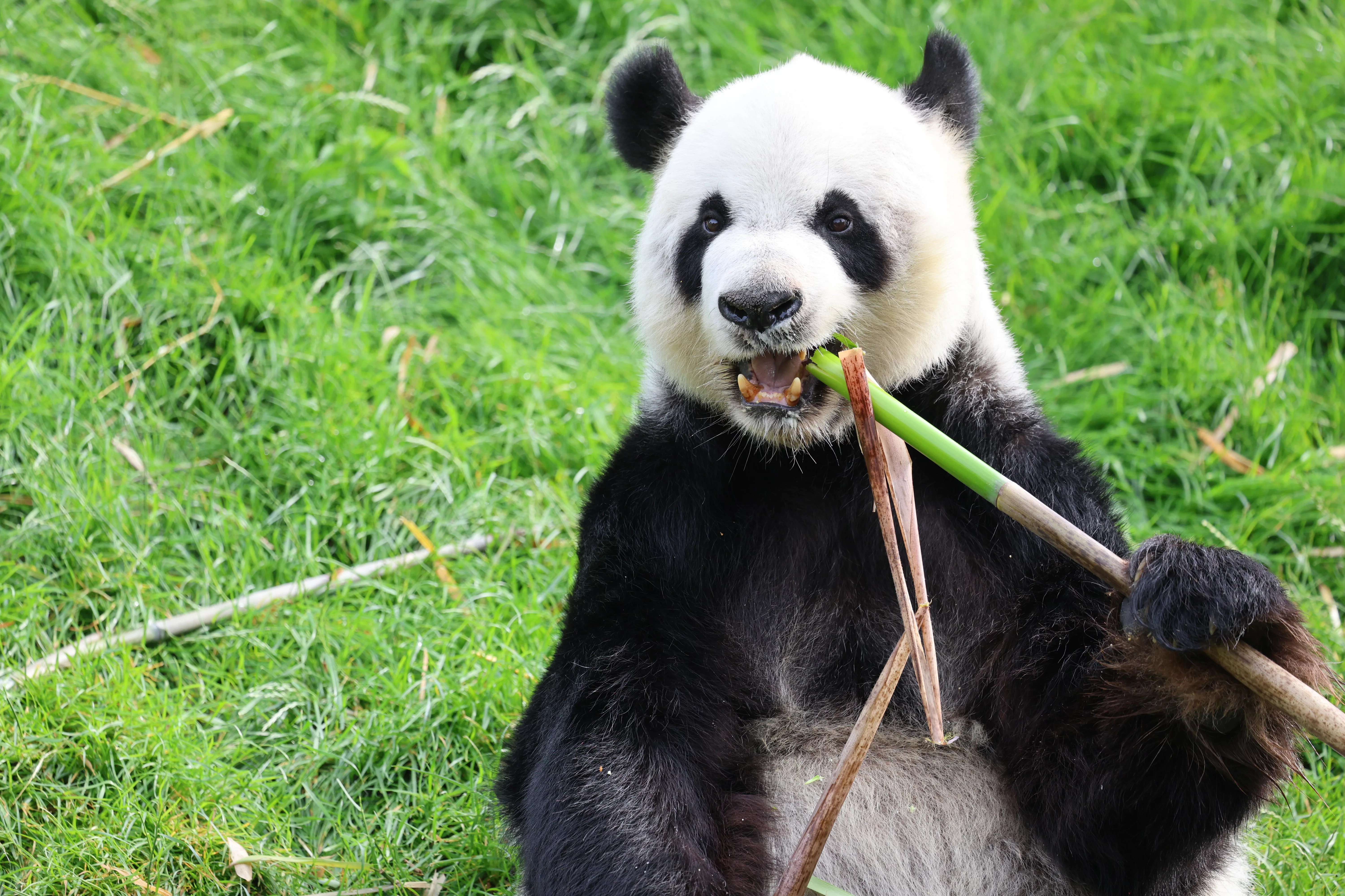 Pairi Daiza