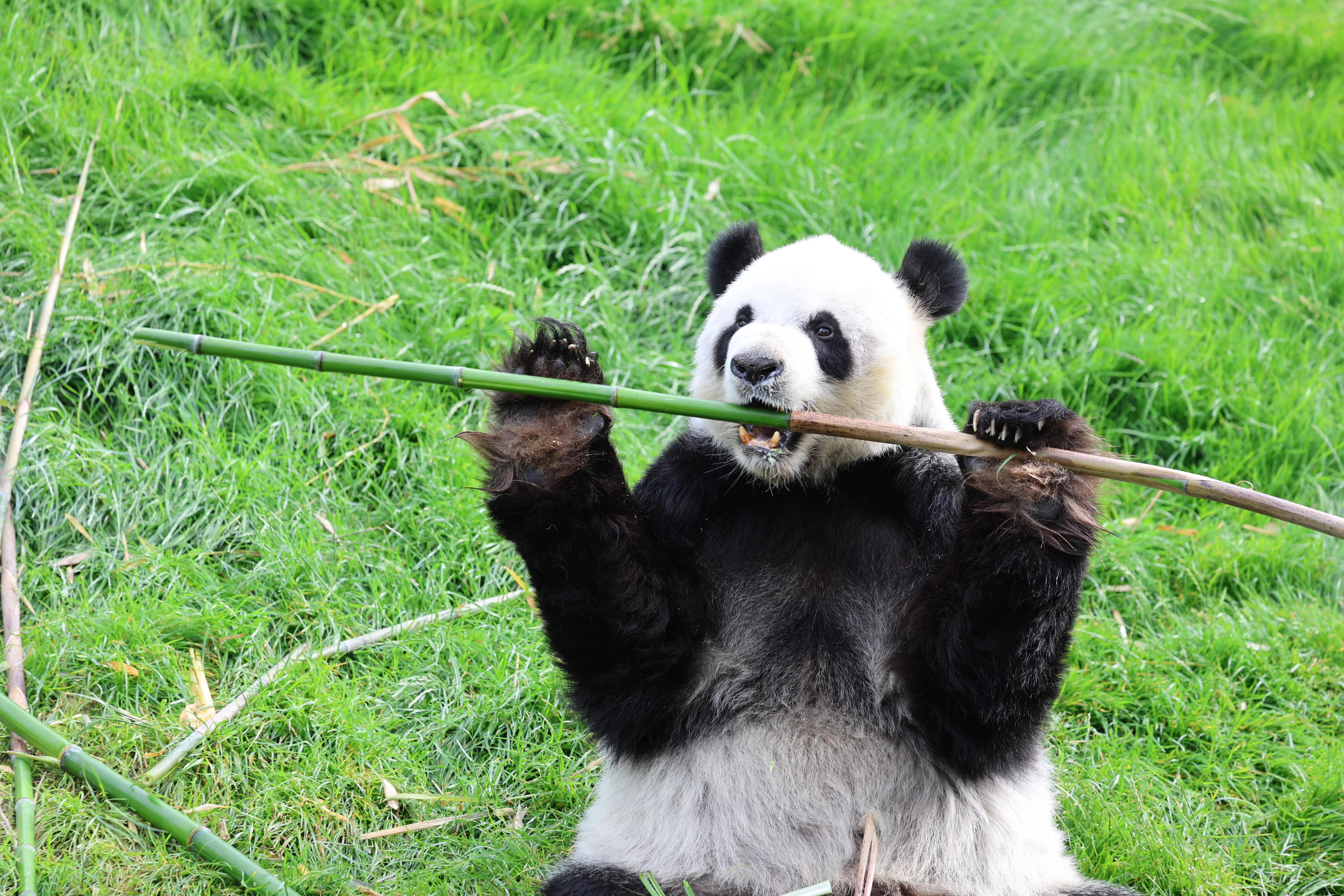 Pairi Daiza