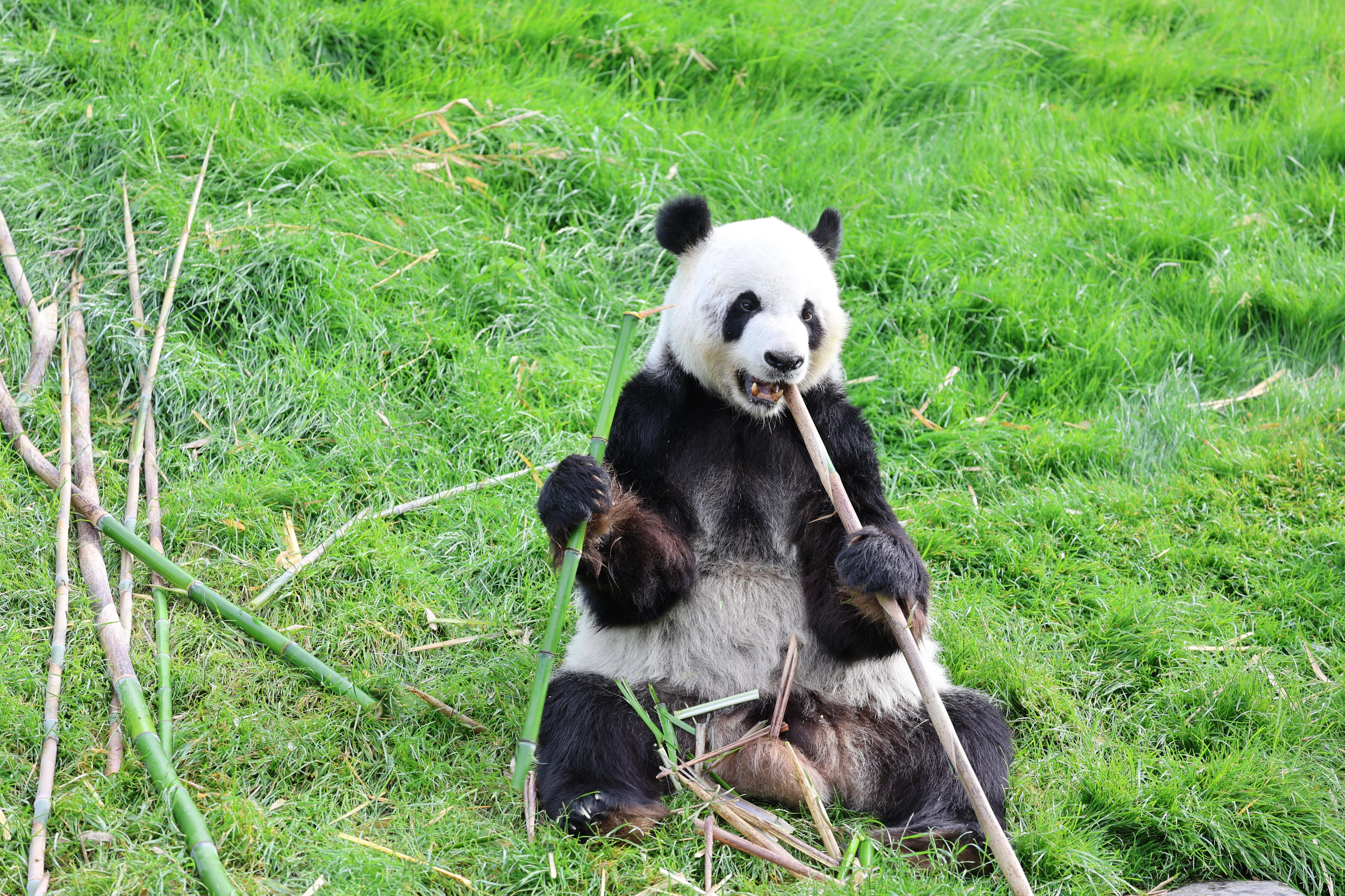 Pairi Daiza
