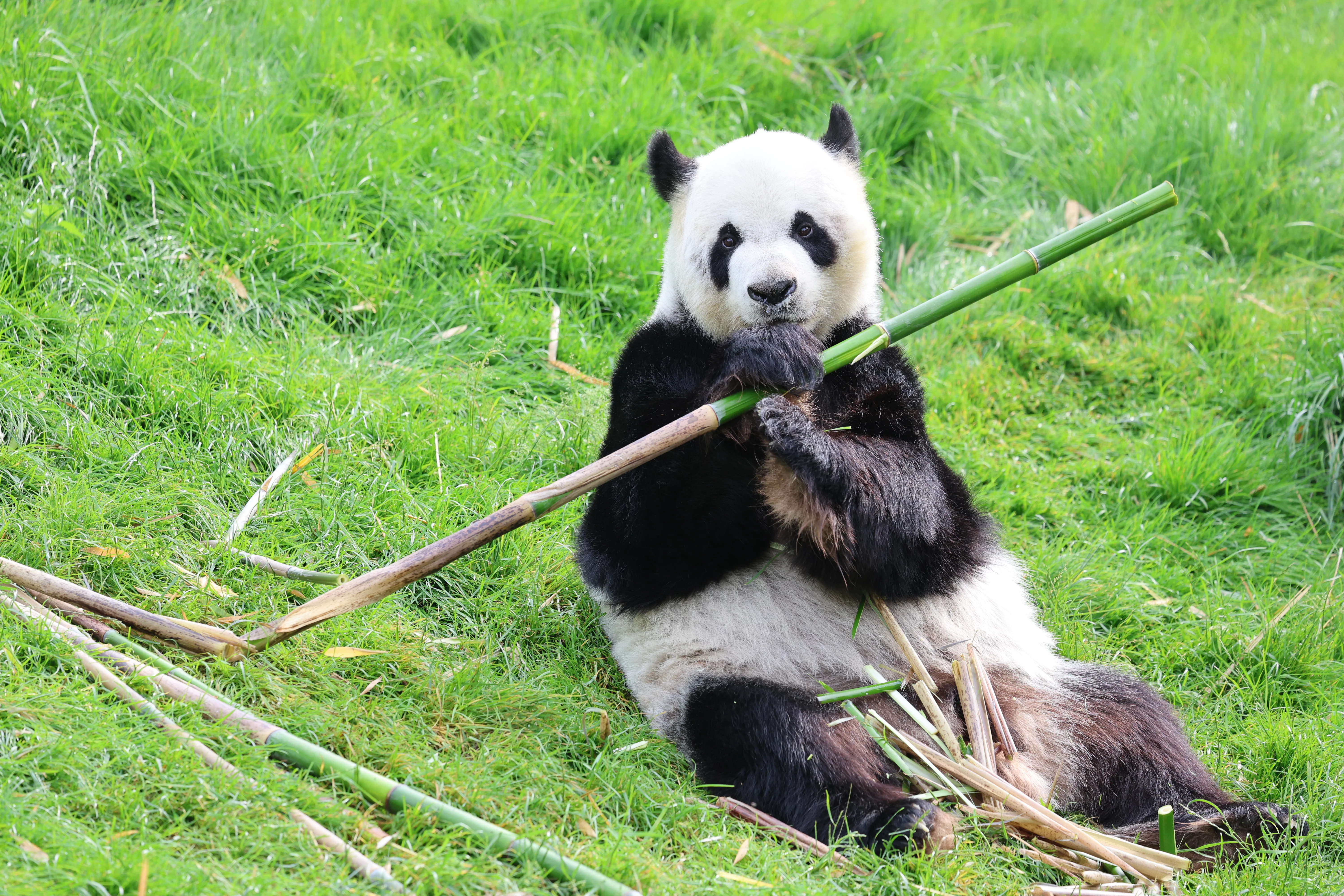 Pairi Daiza