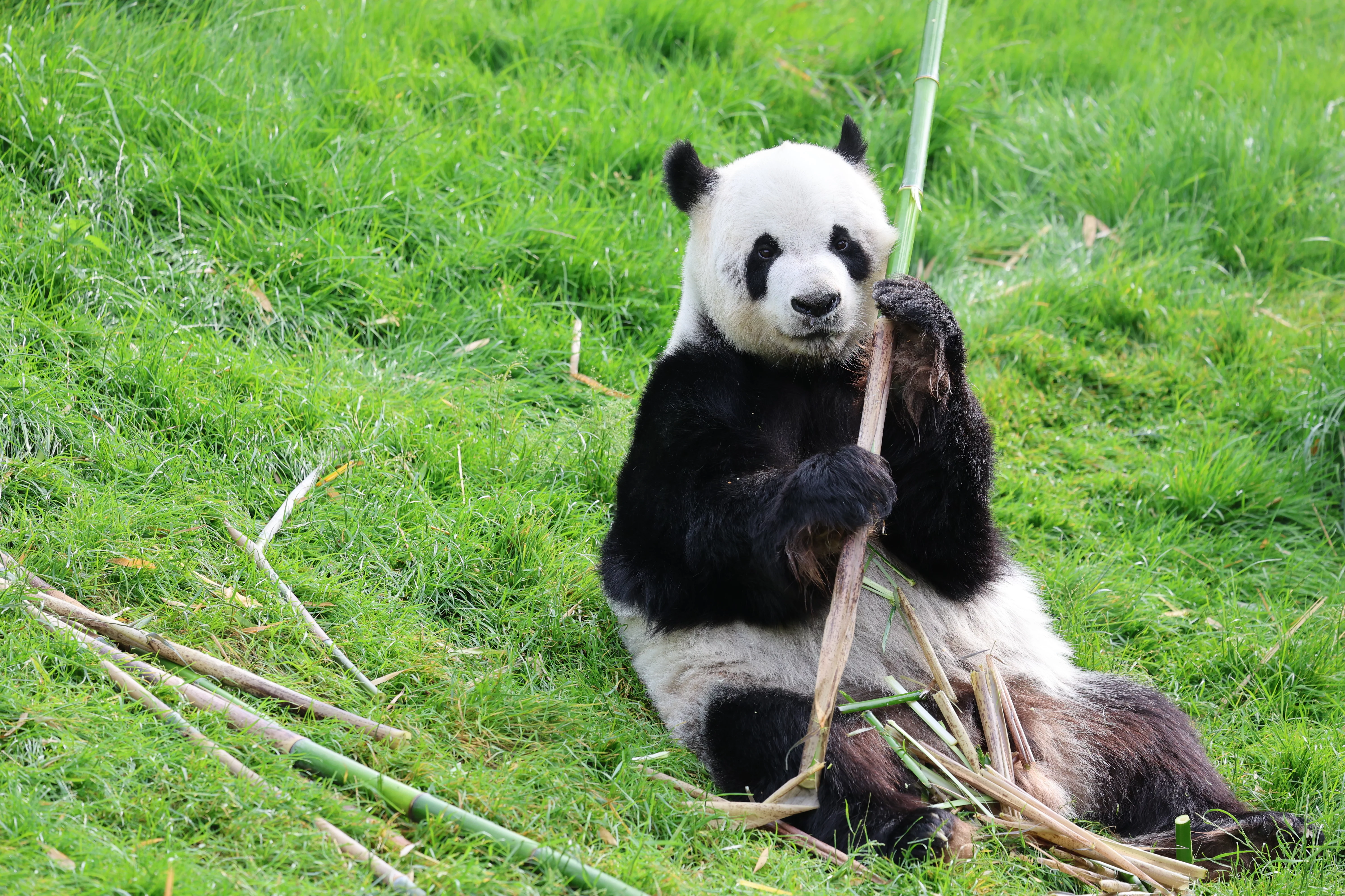 Pairi Daiza