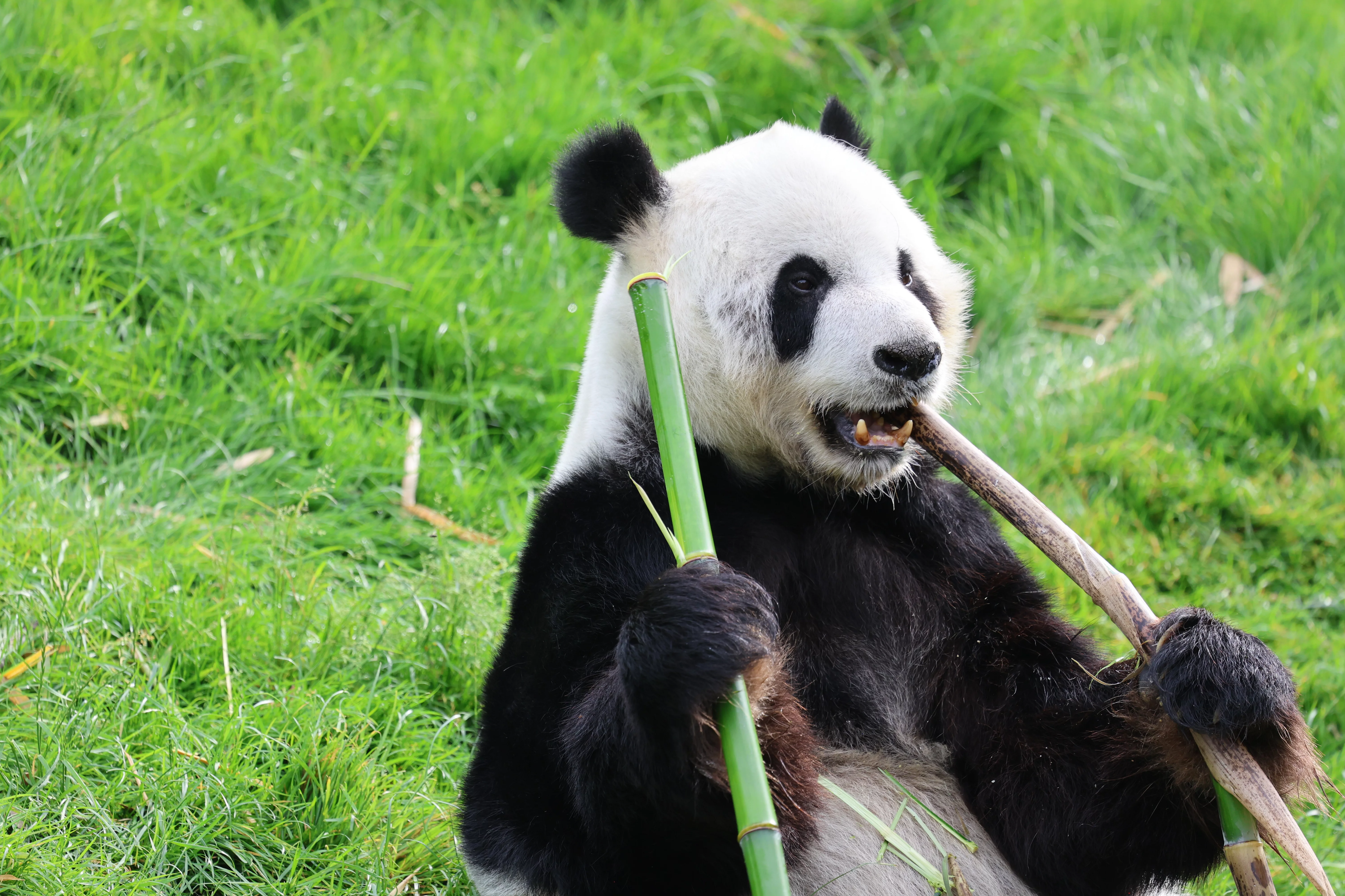 Pairi Daiza
