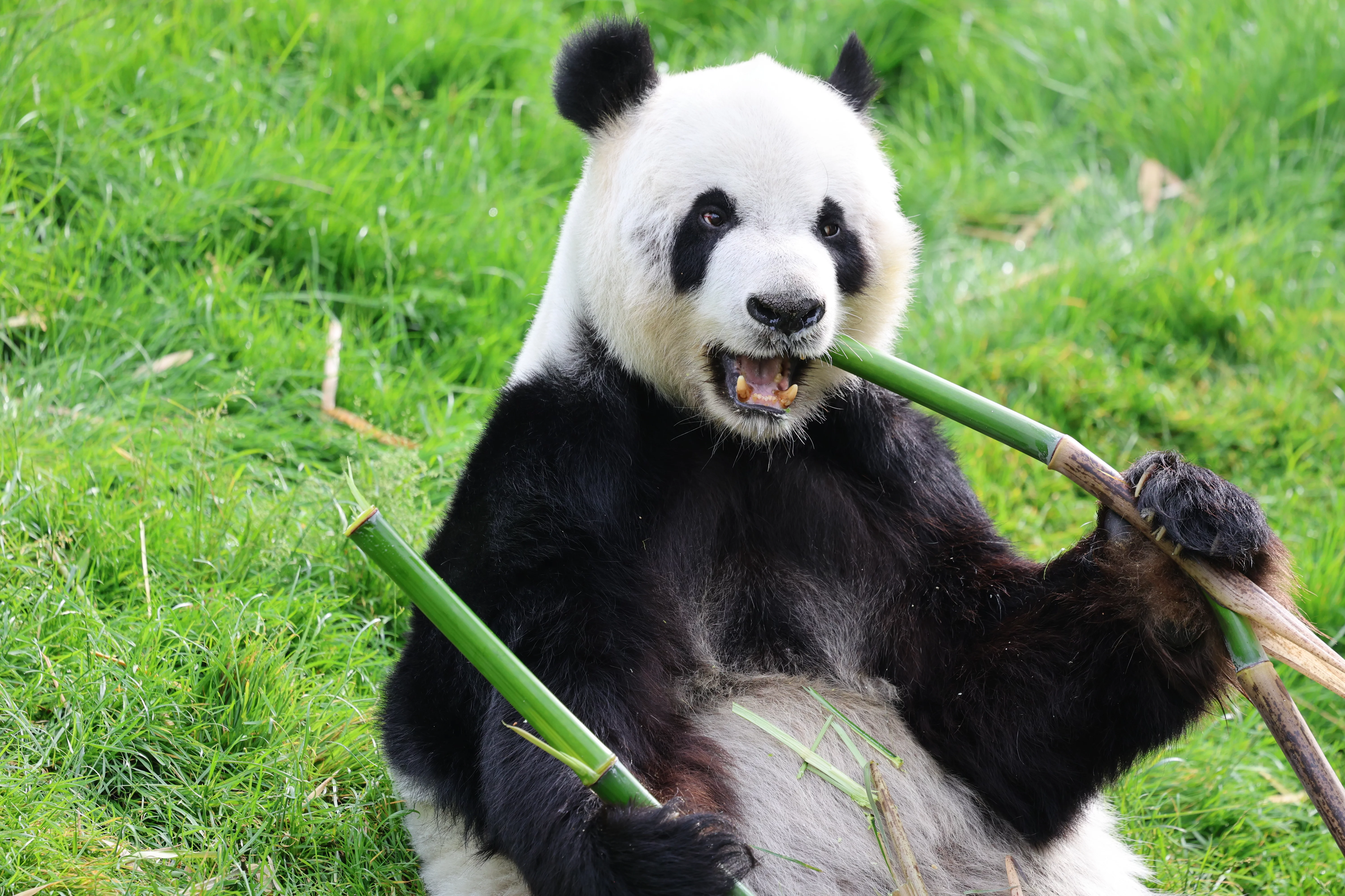 Pairi Daiza