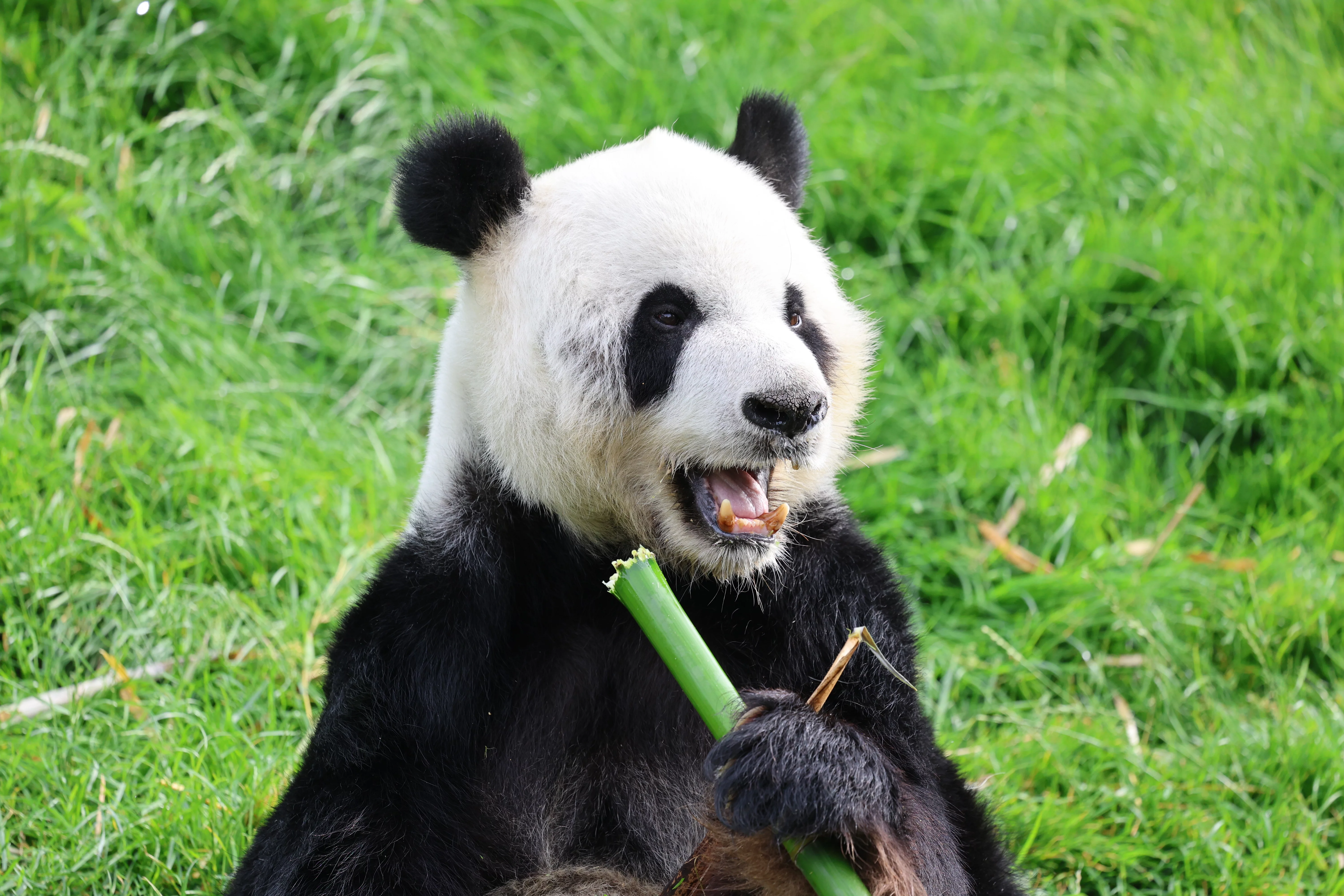 Pairi Daiza