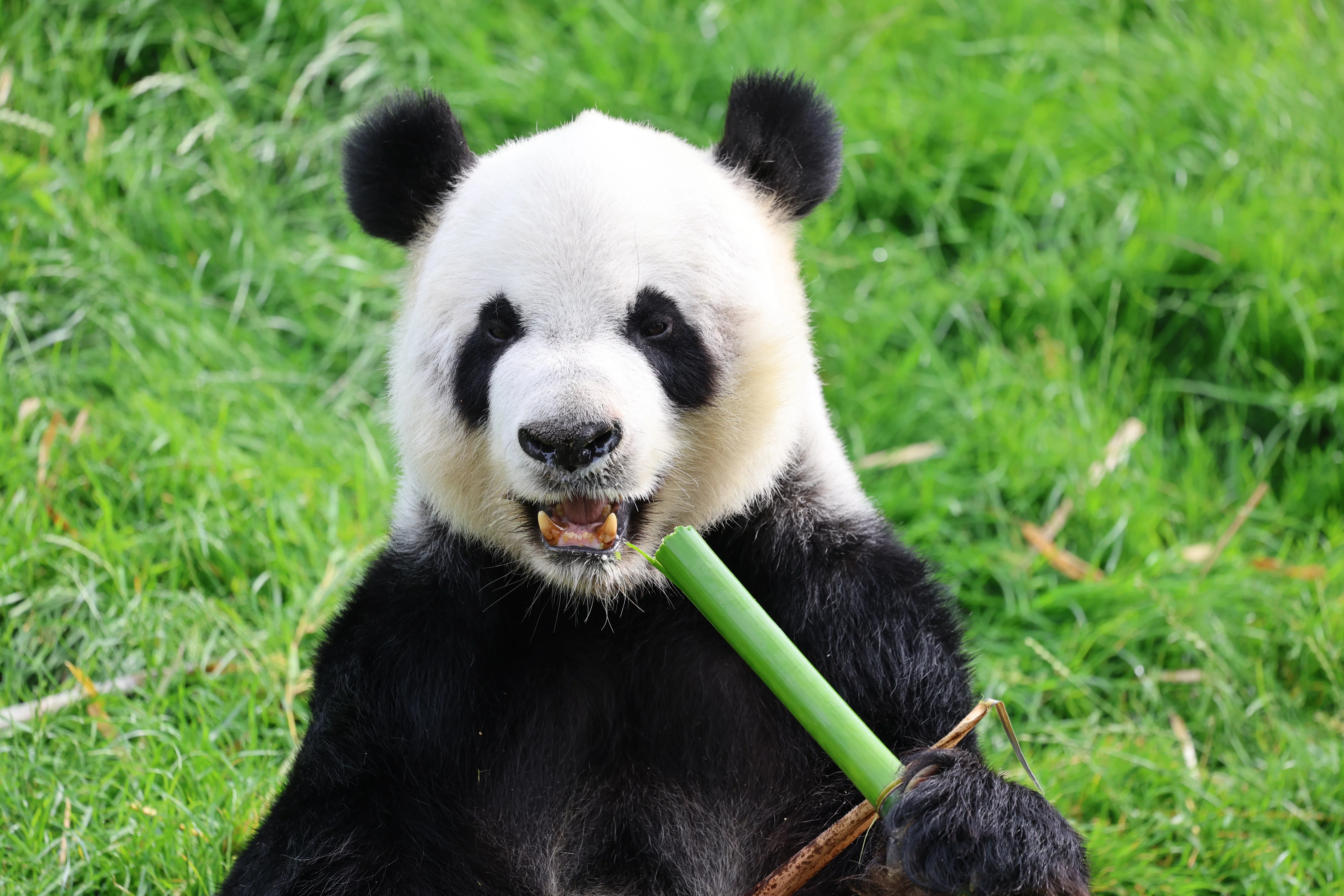 Pairi Daiza
