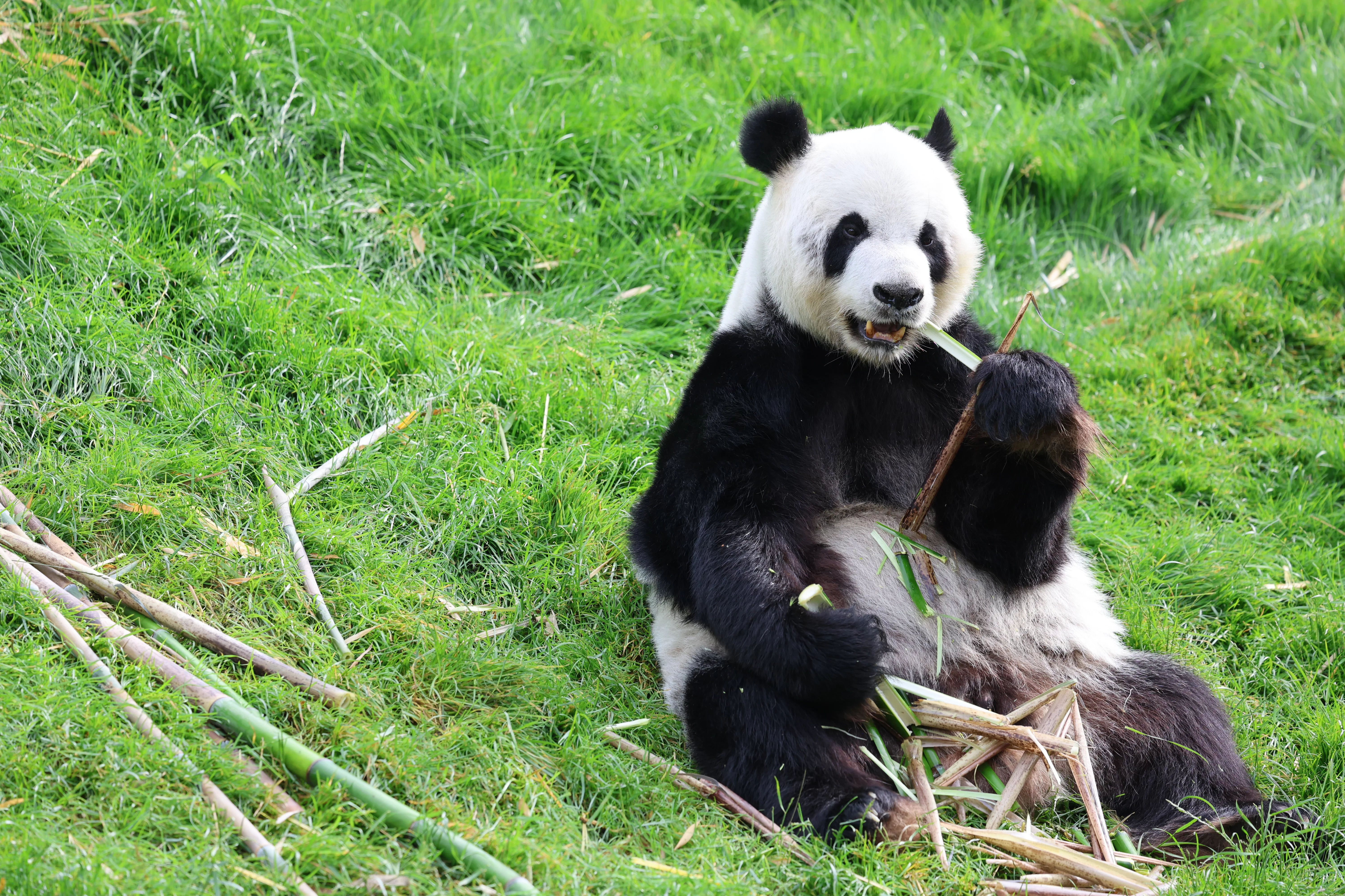 Pairi Daiza