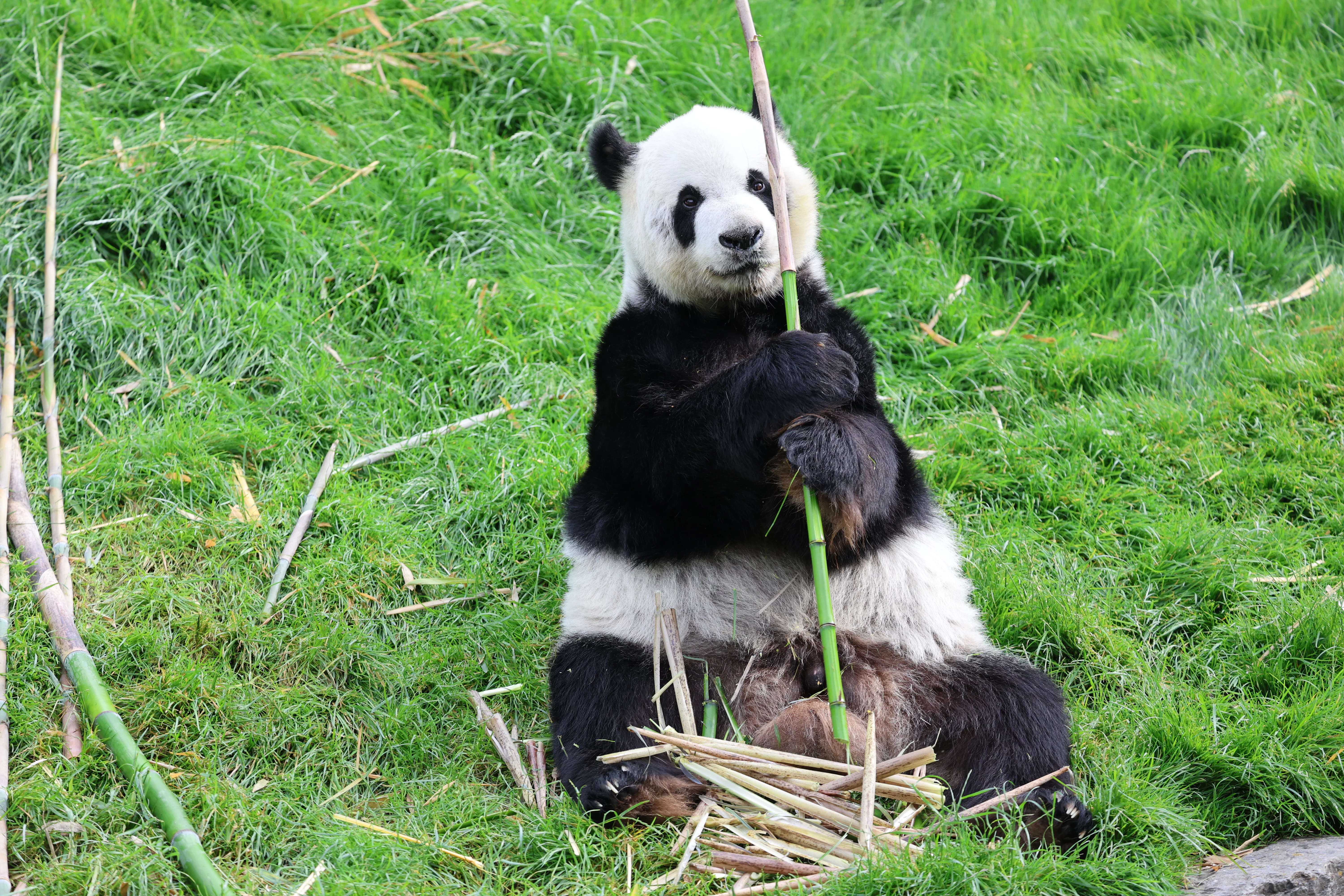 Pairi Daiza