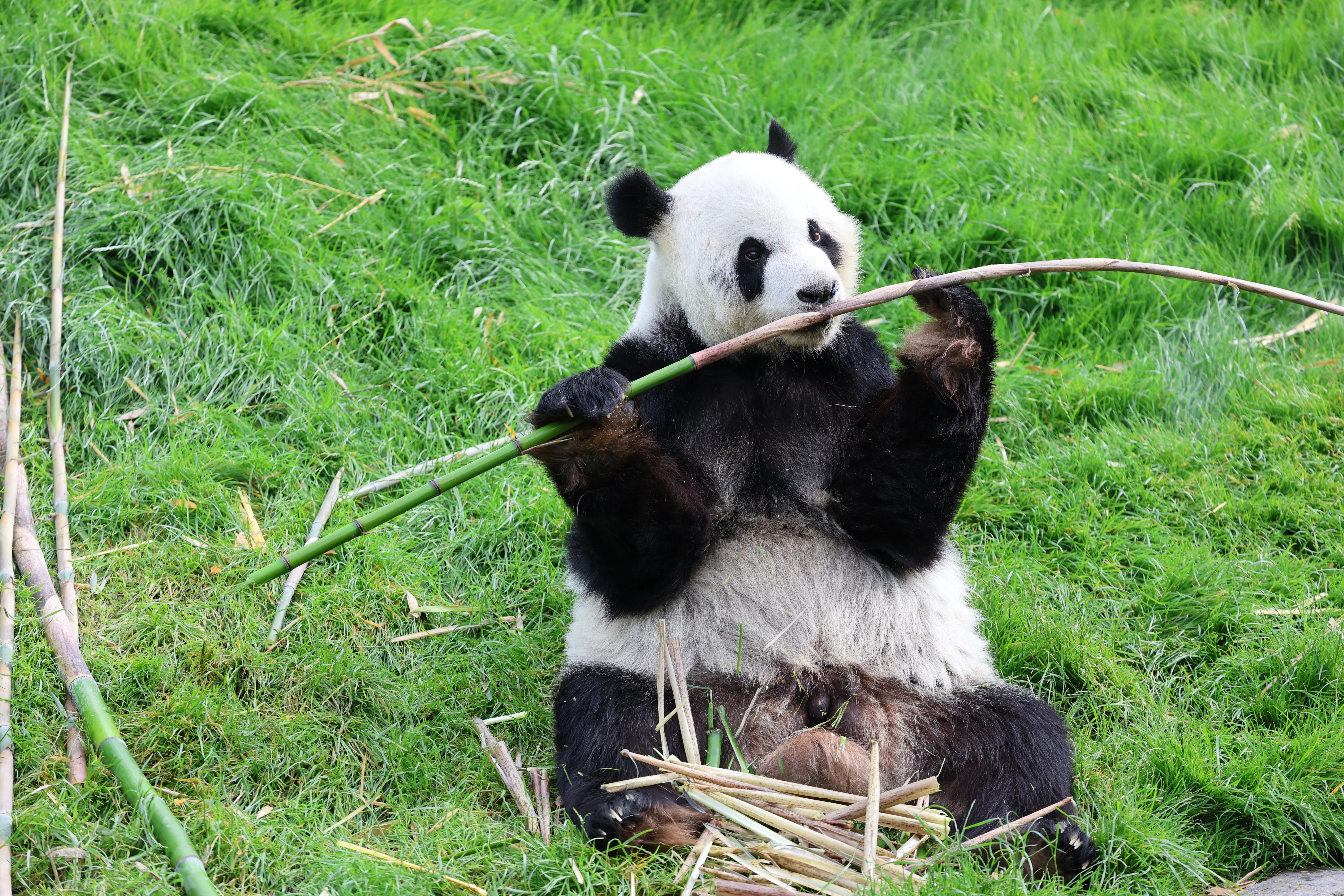 Pairi Daiza