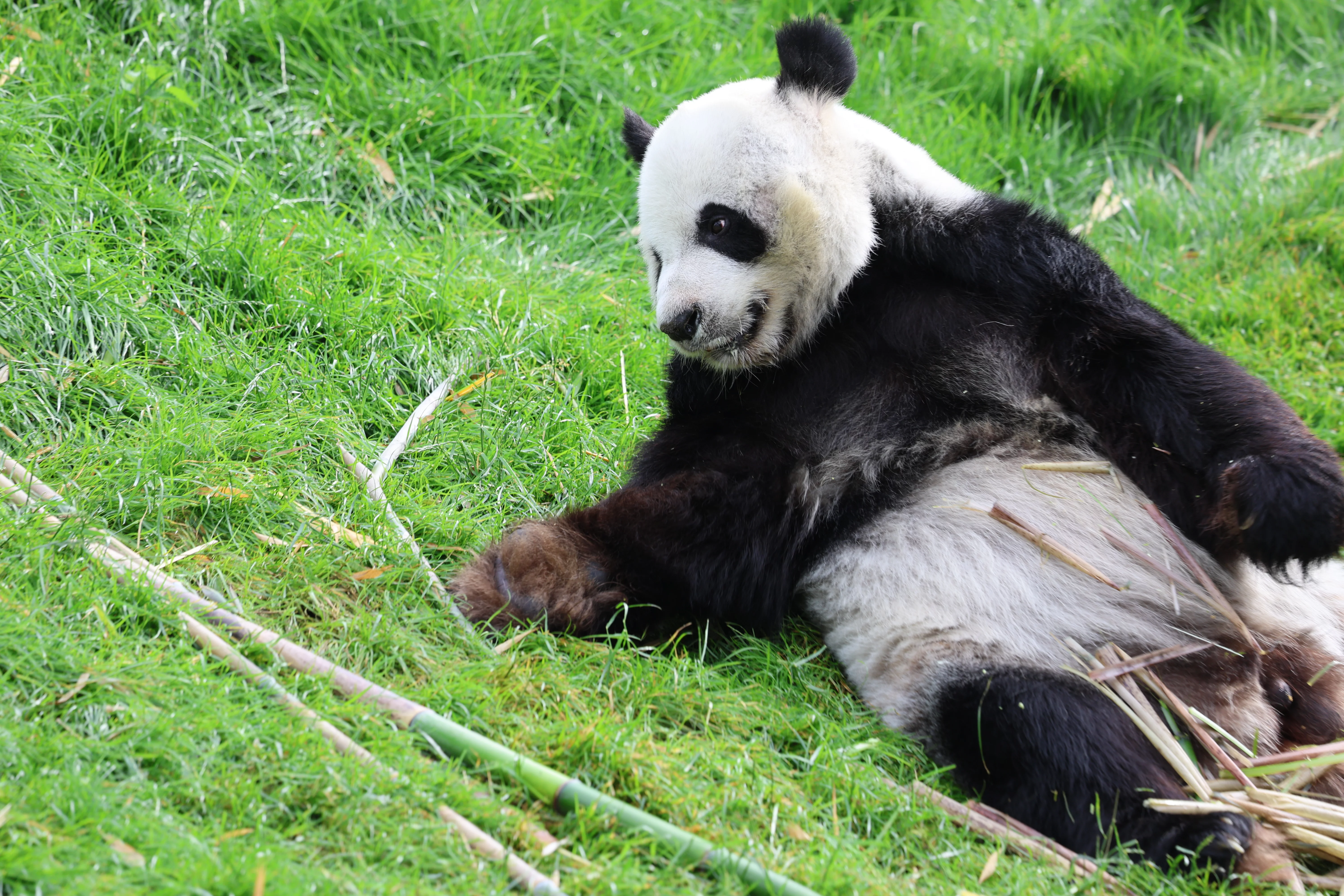 Pairi Daiza