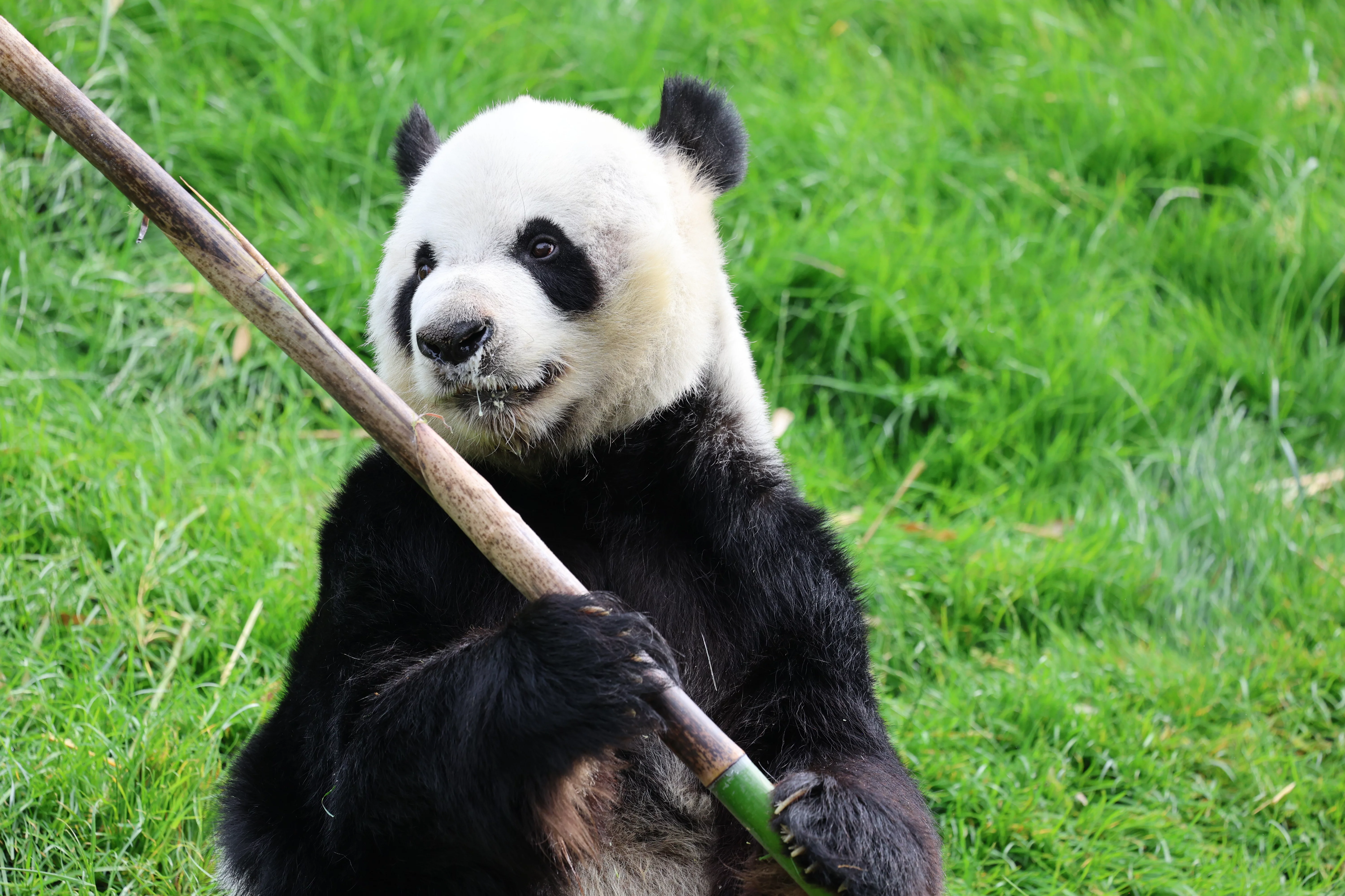 Pairi Daiza