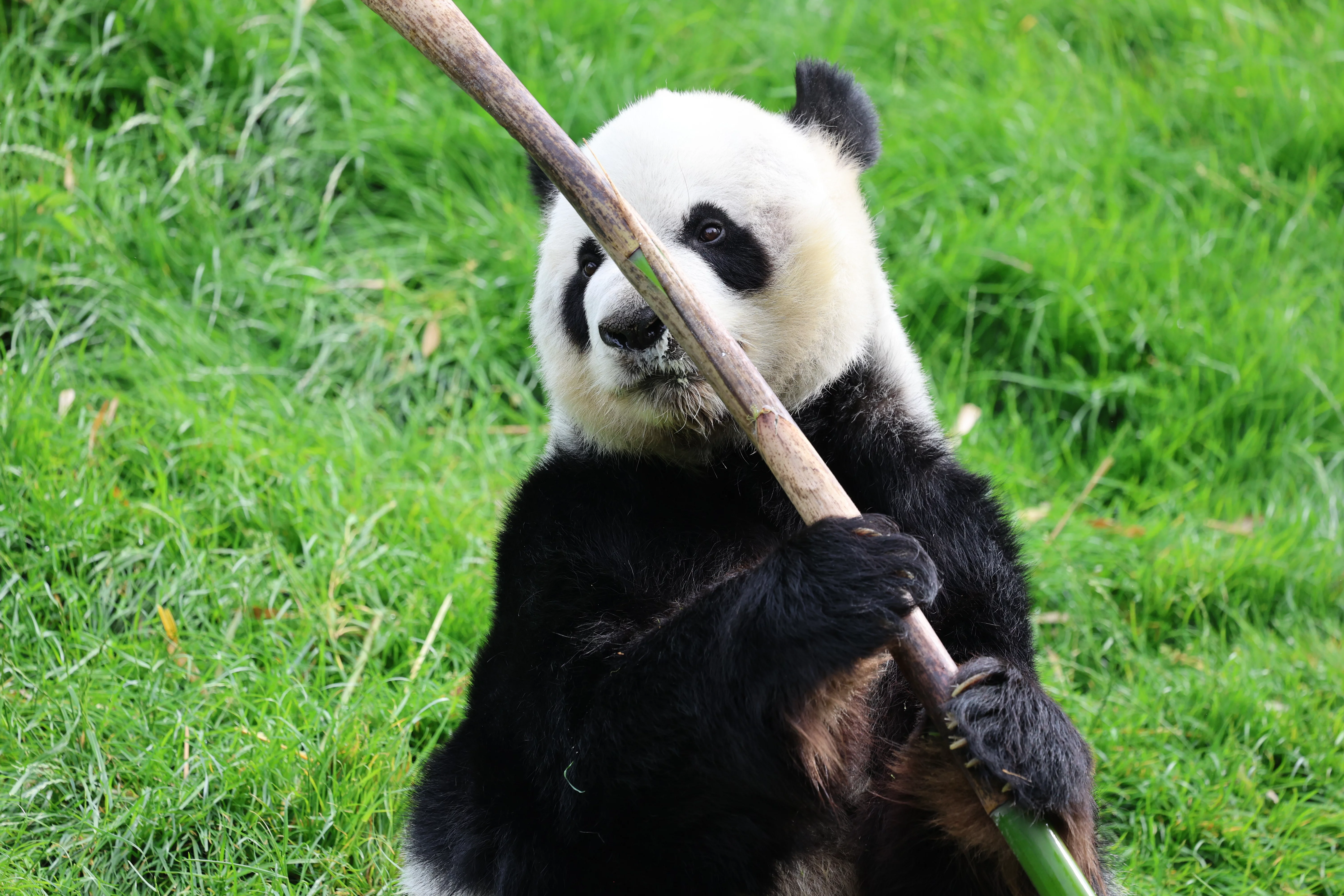 Pairi Daiza