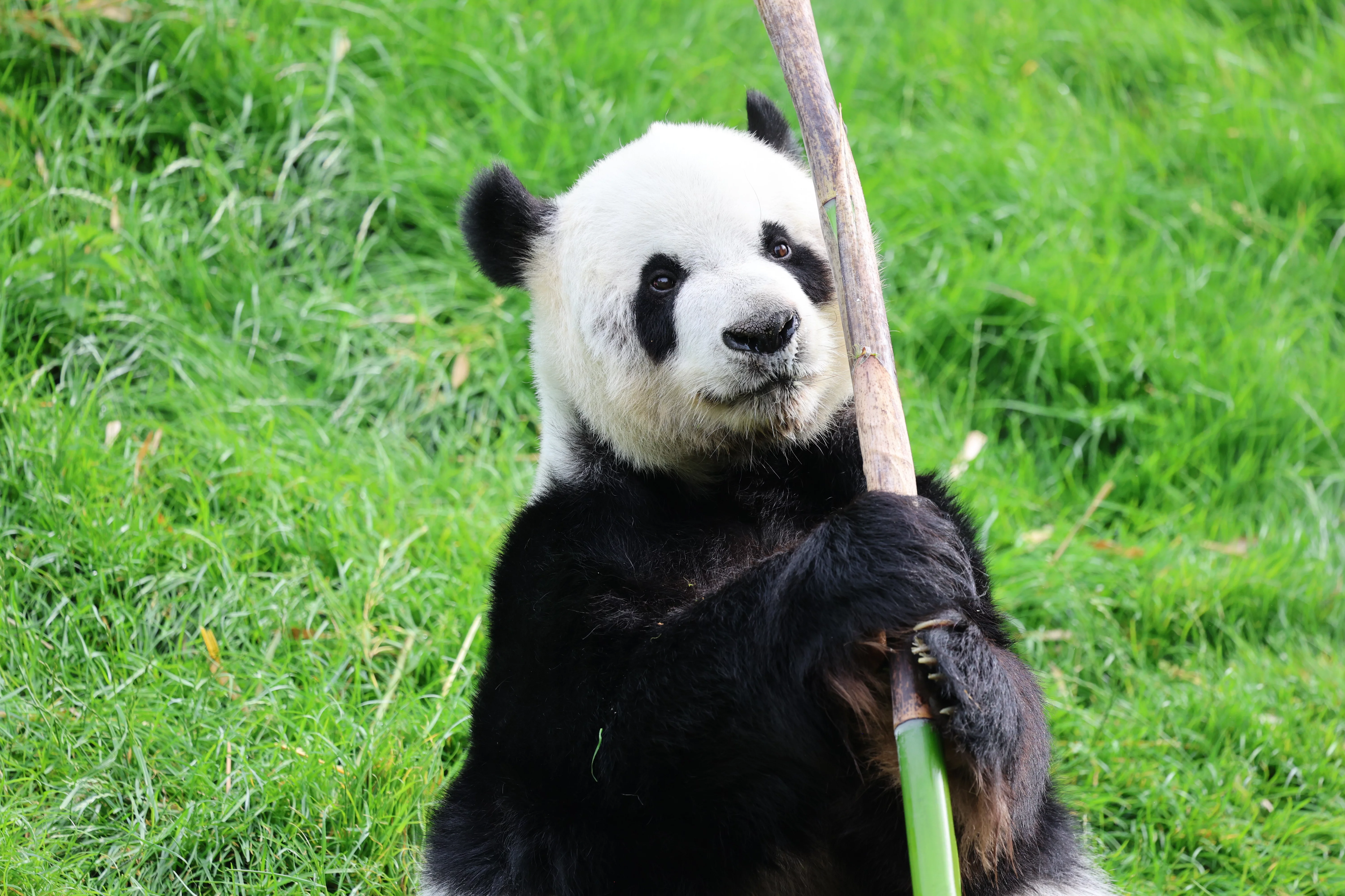 Pairi Daiza