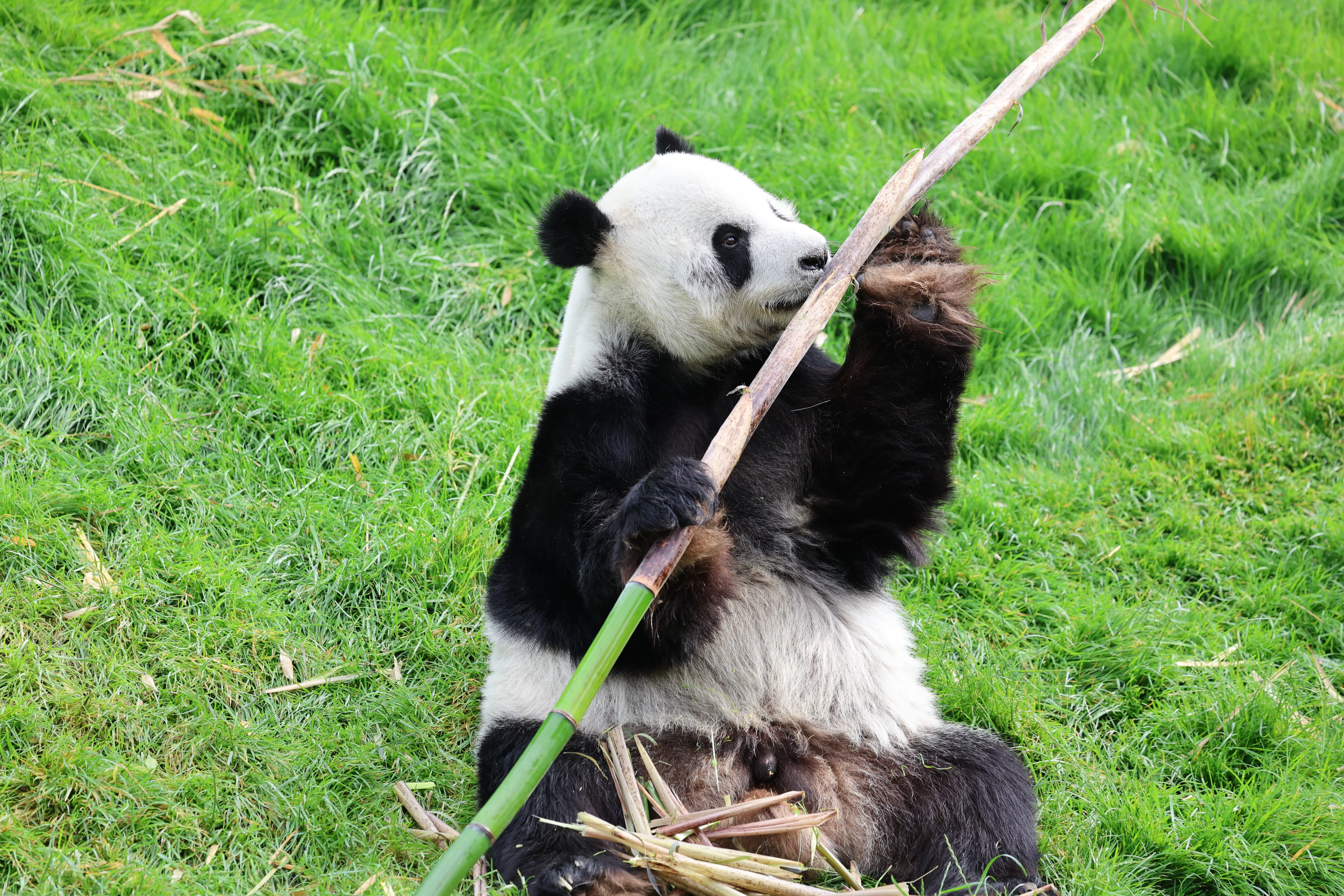 Pairi Daiza