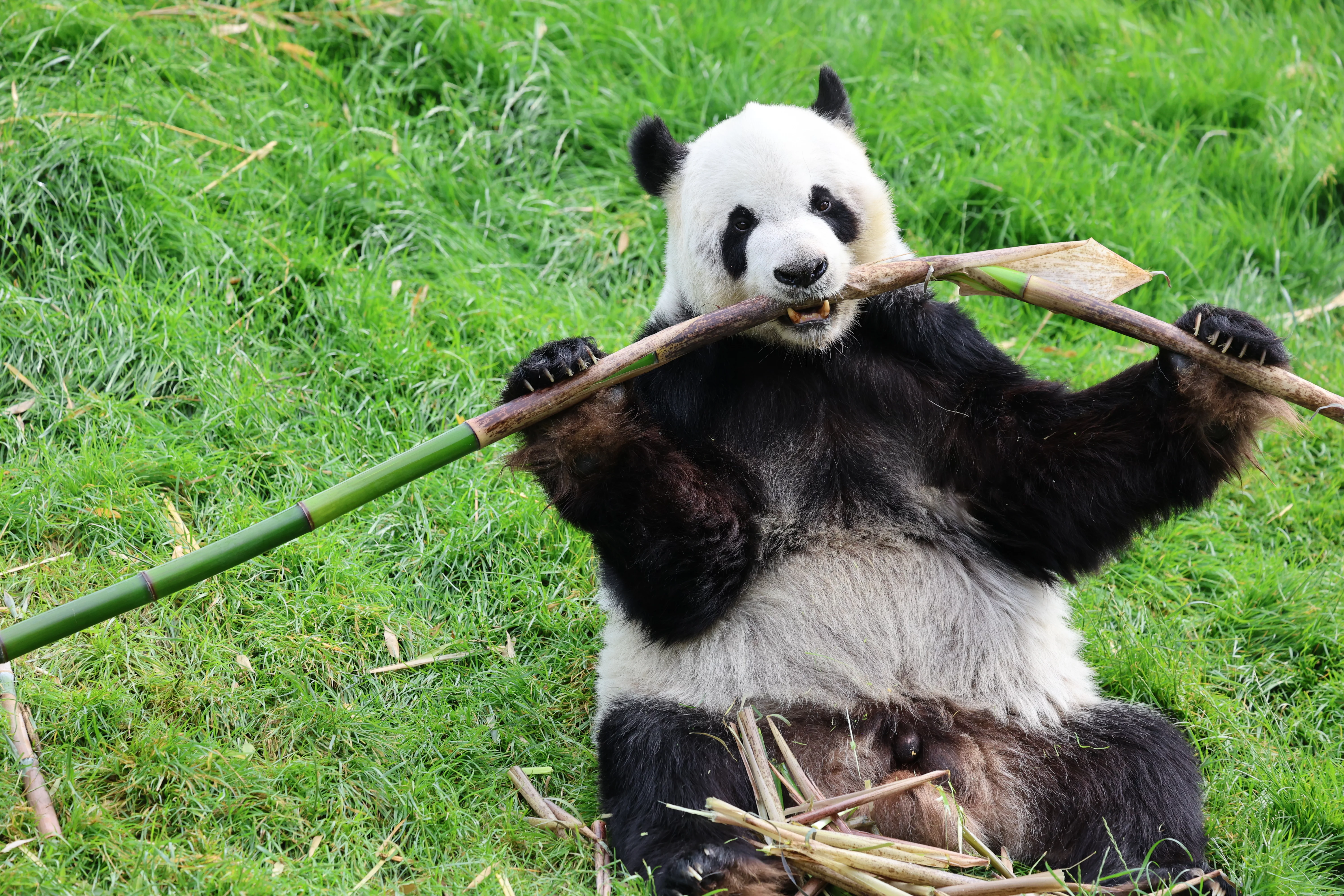 Pairi Daiza