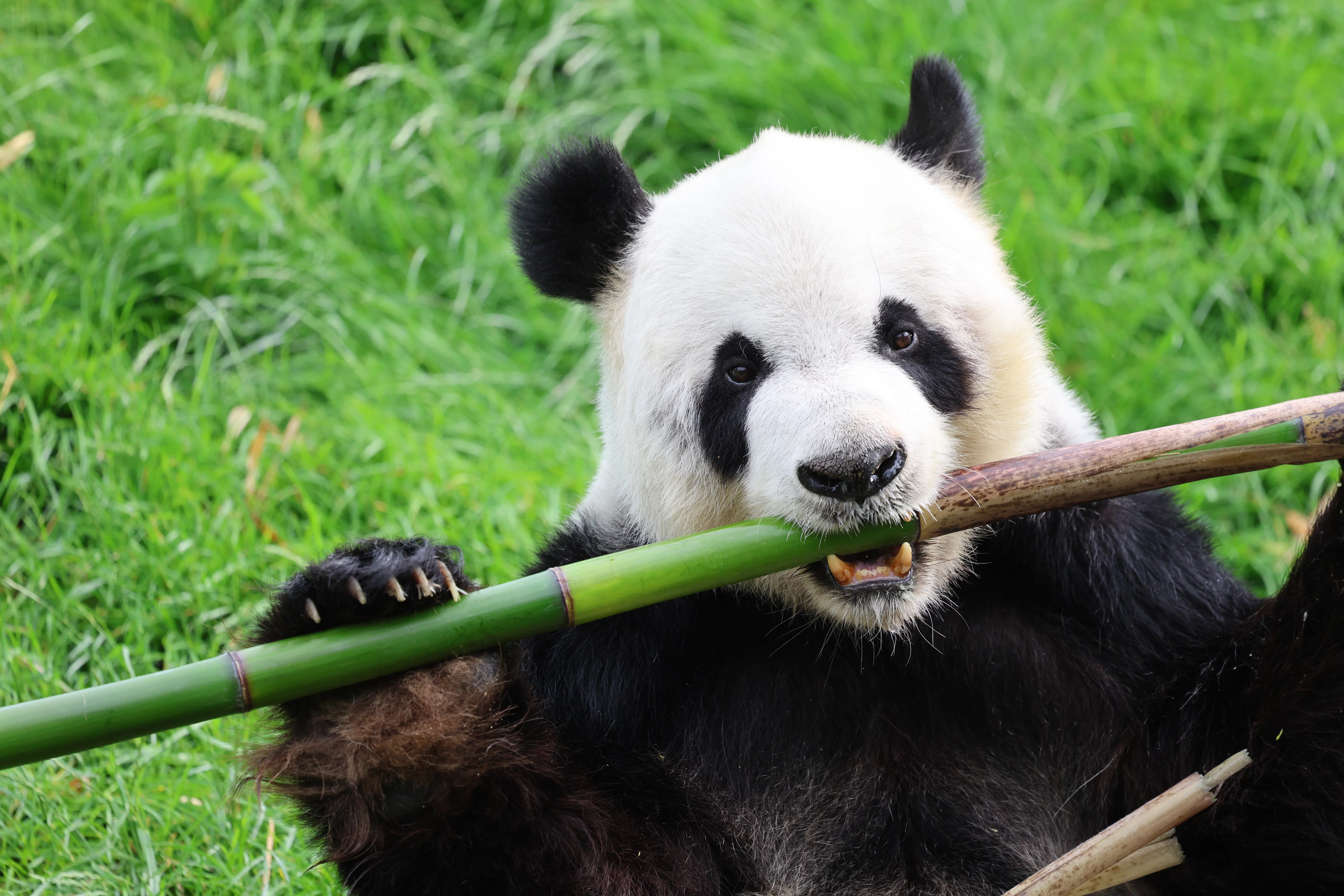 Pairi Daiza