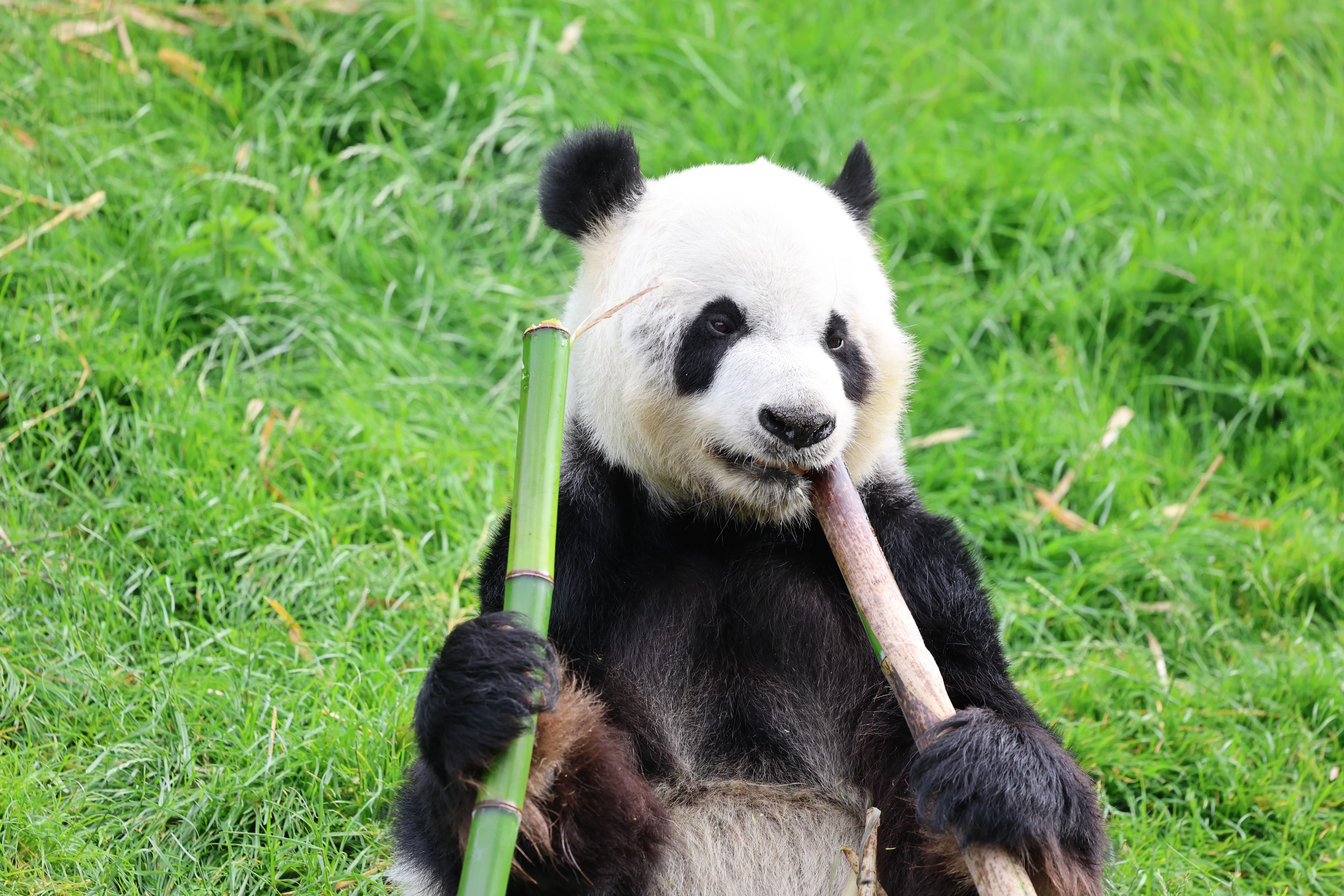 Pairi Daiza