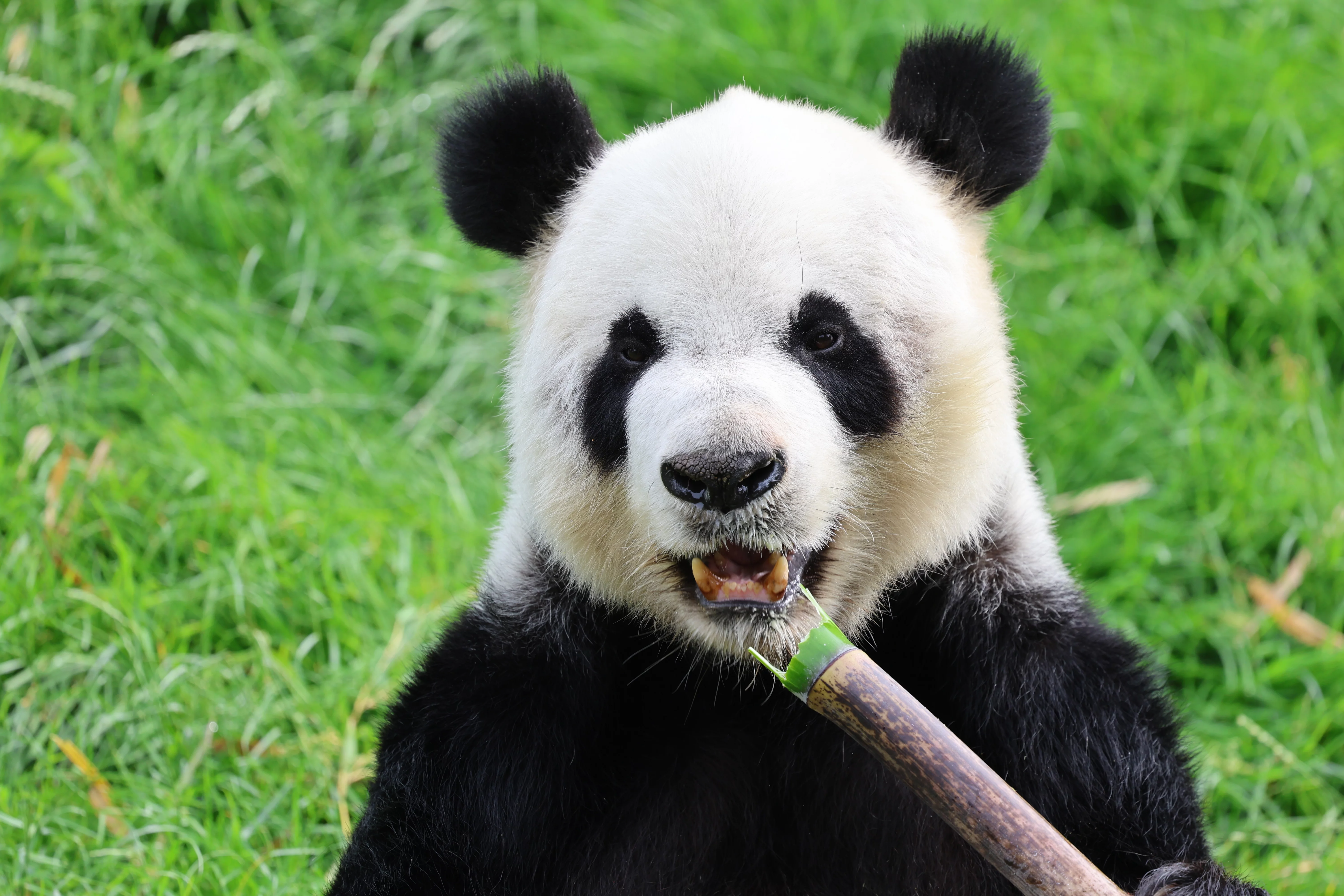 Pairi Daiza