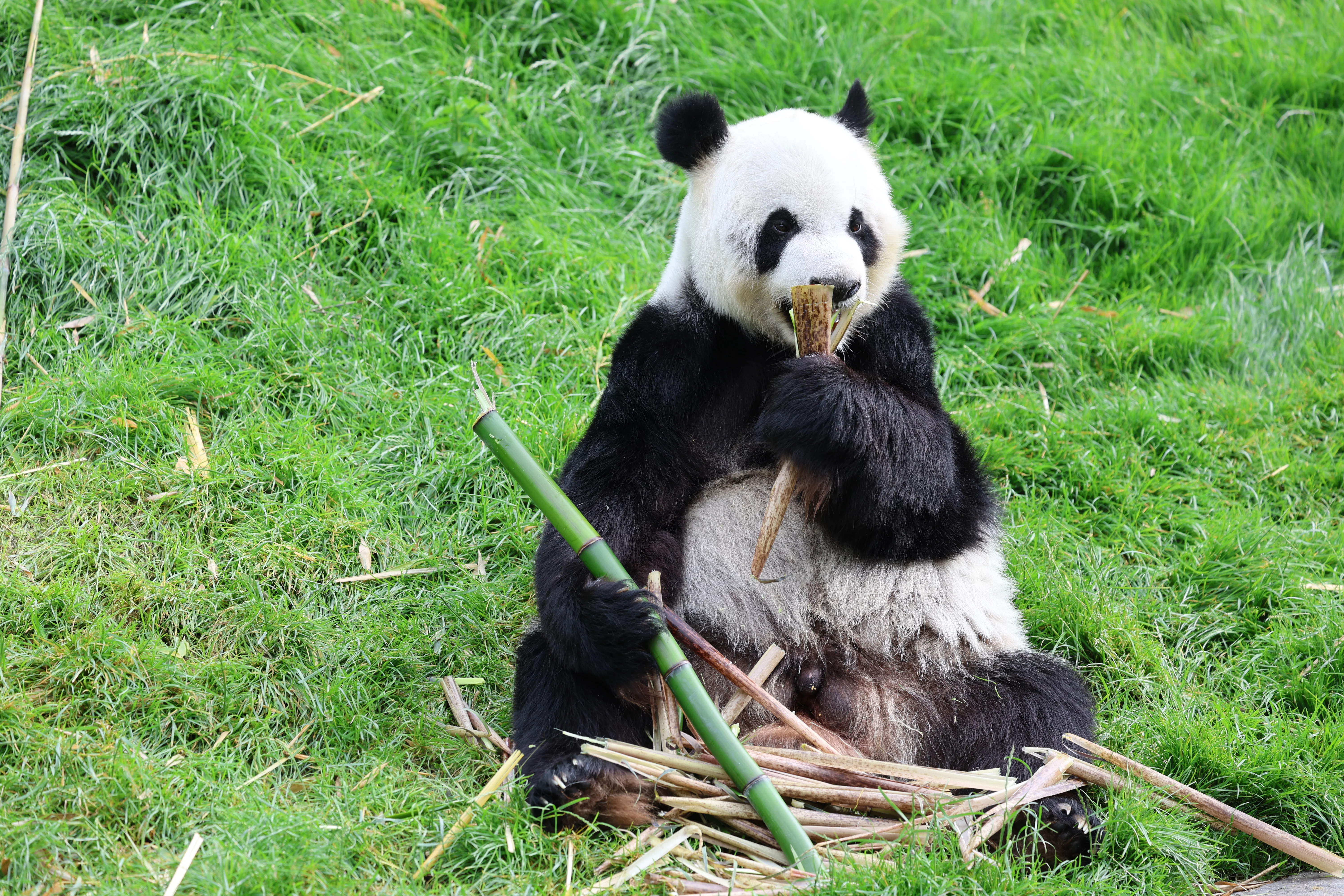Pairi Daiza