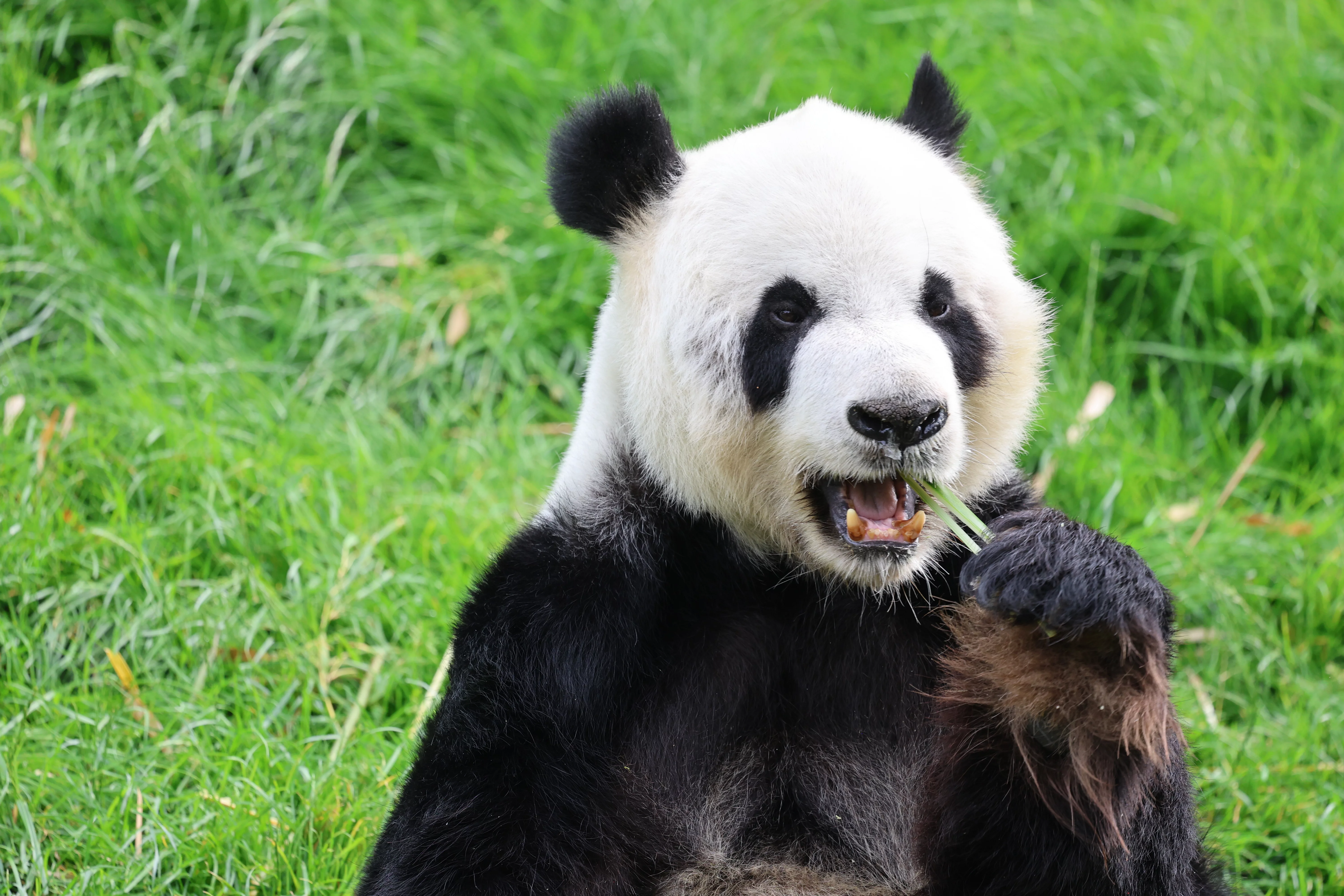 Pairi Daiza