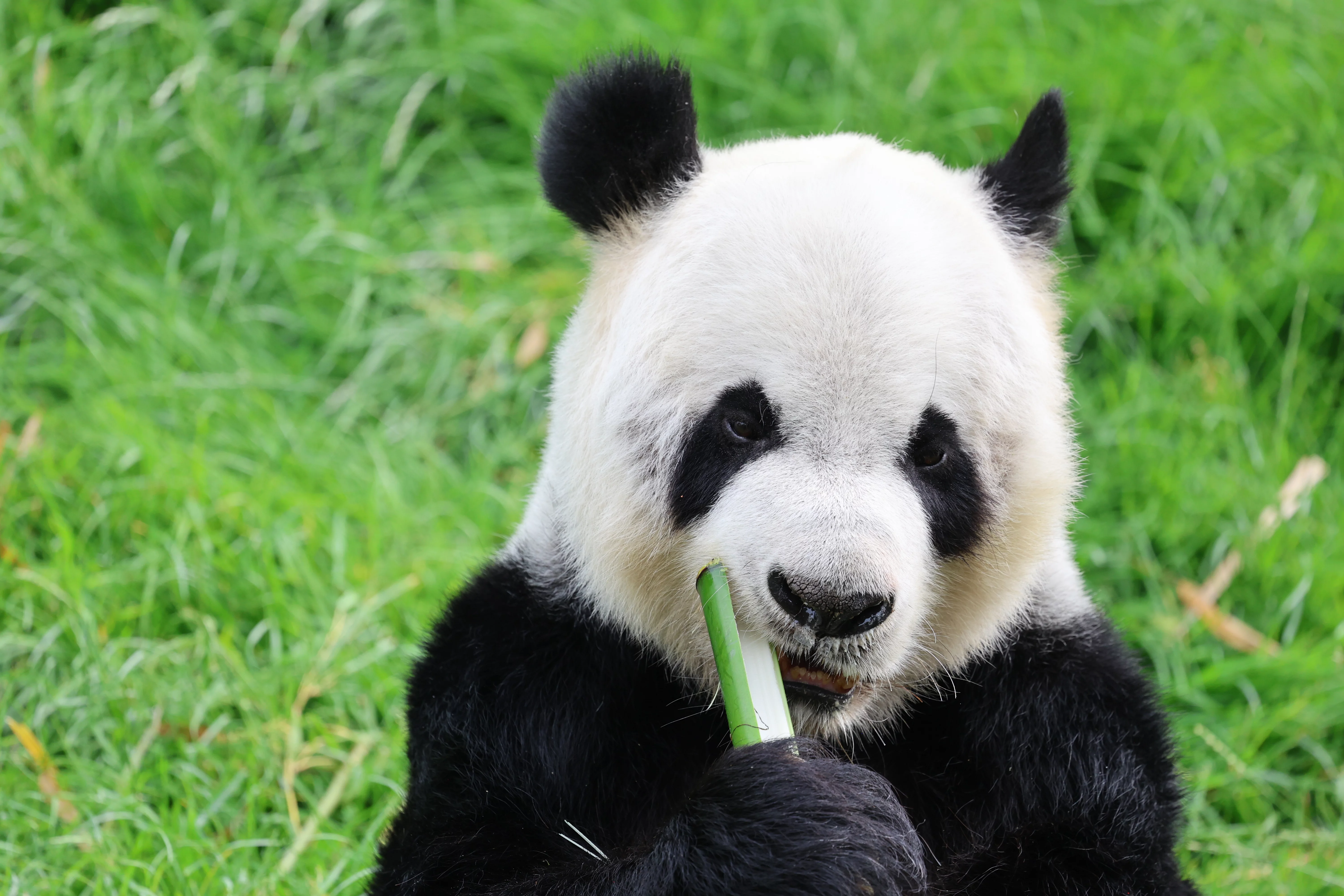 Pairi Daiza