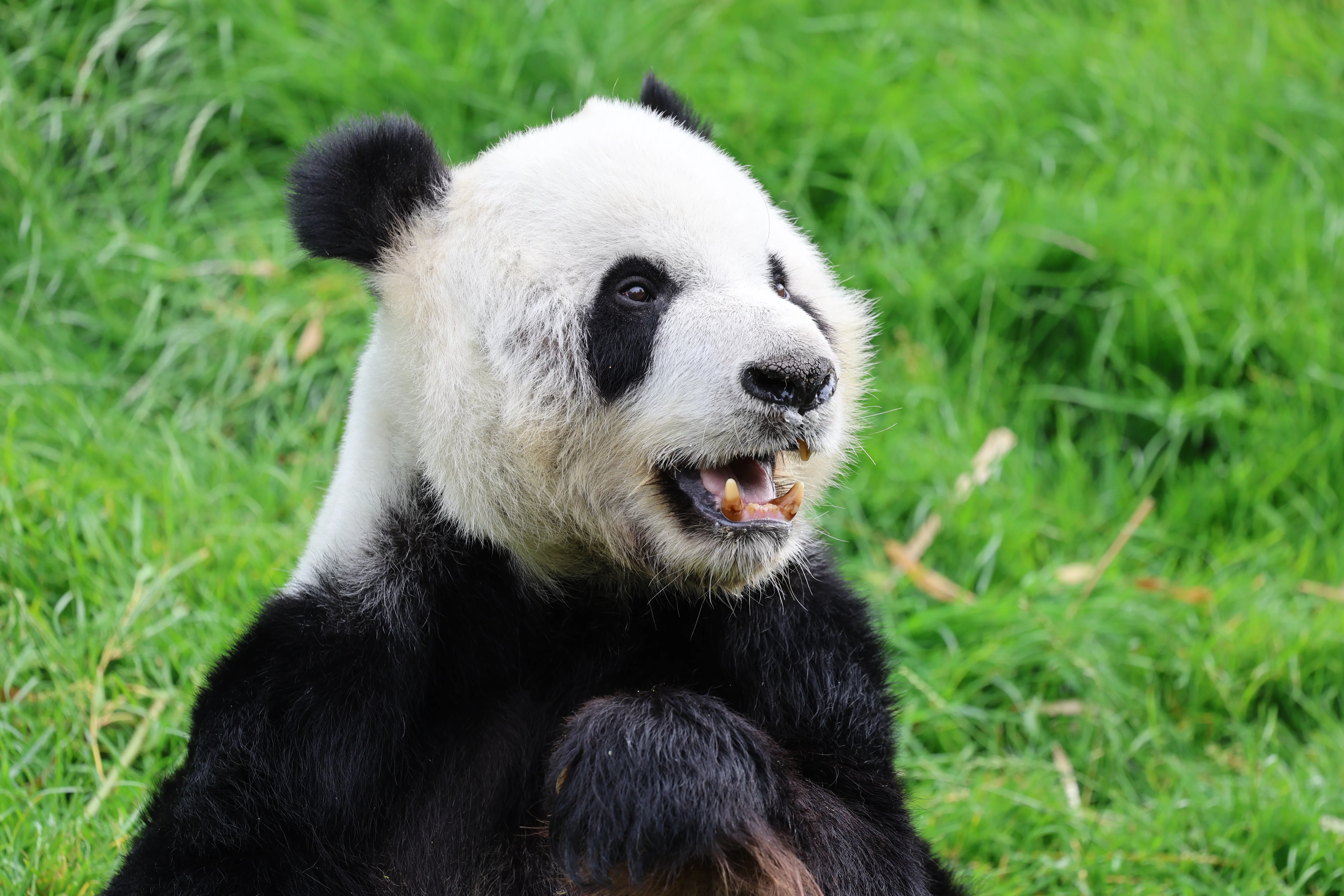 Pairi Daiza