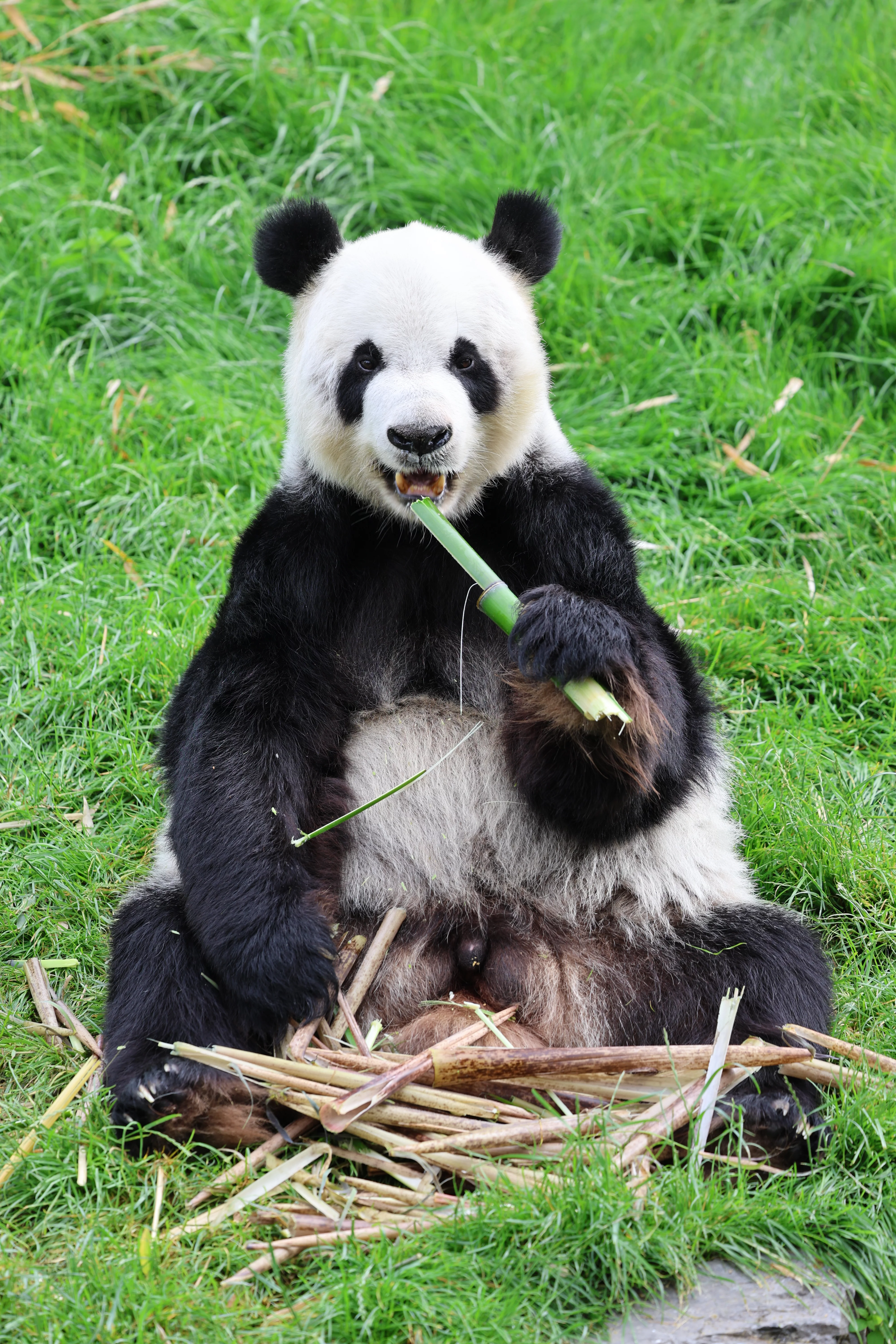 Pairi Daiza