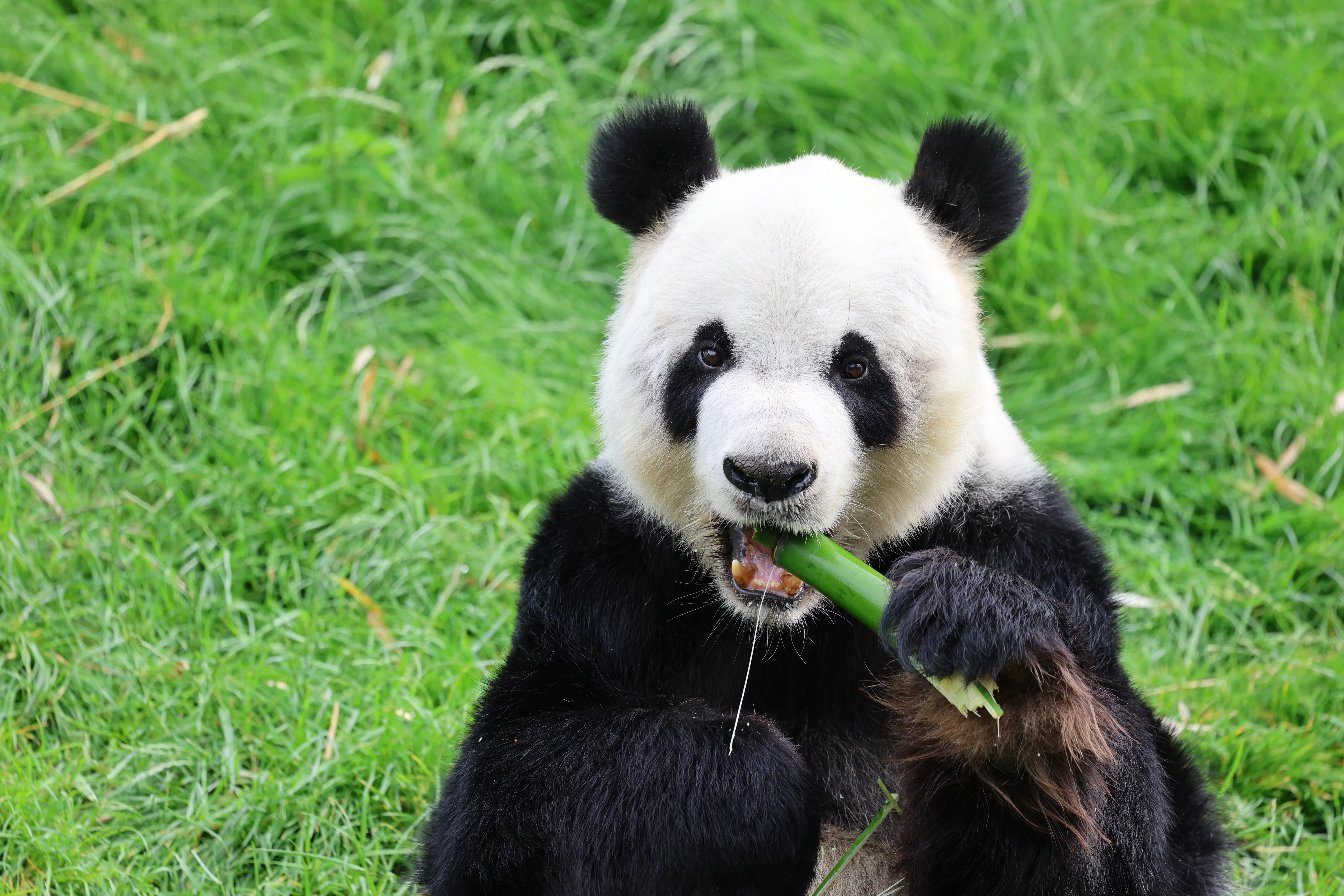 Pairi Daiza