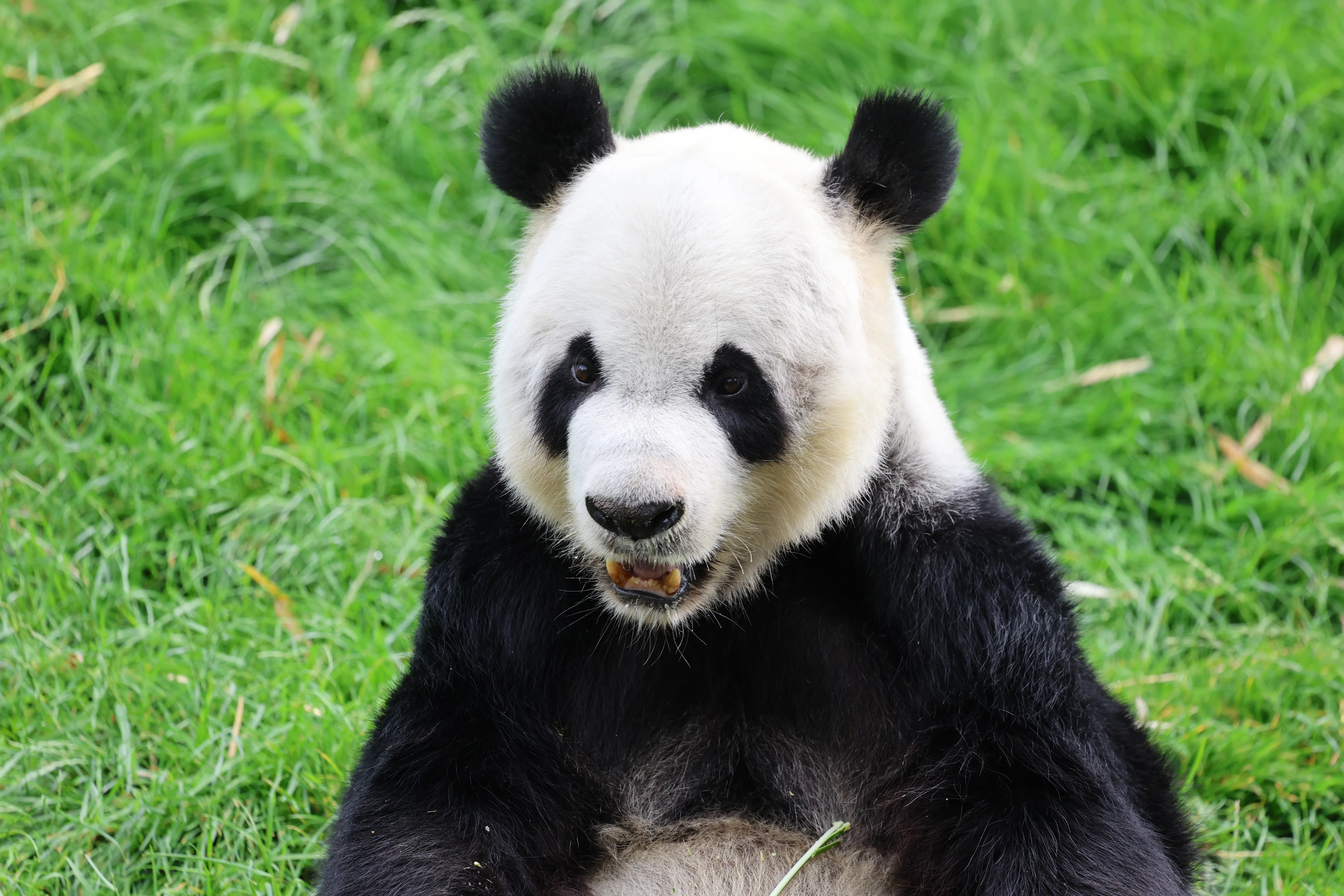 Pairi Daiza