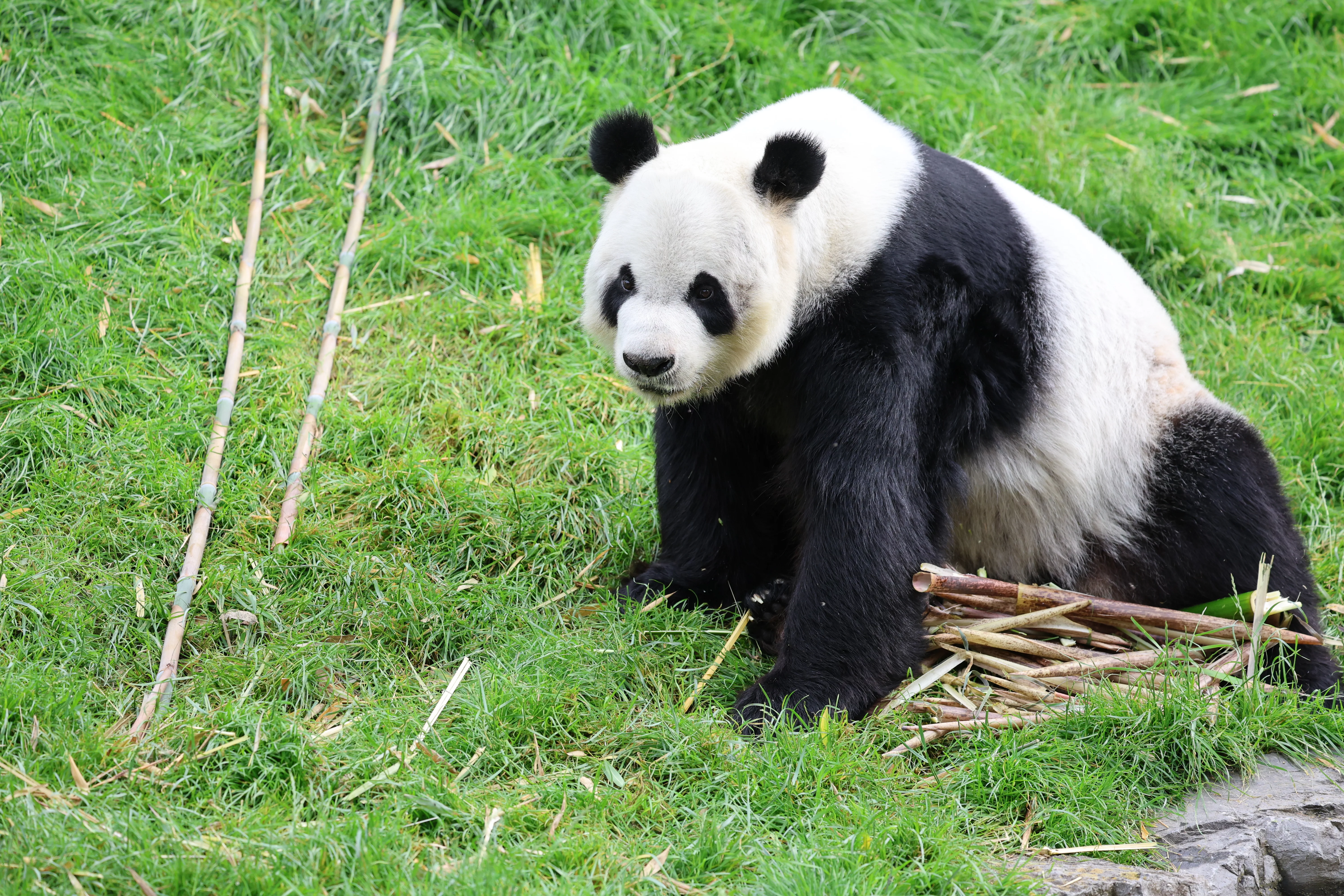Pairi Daiza
