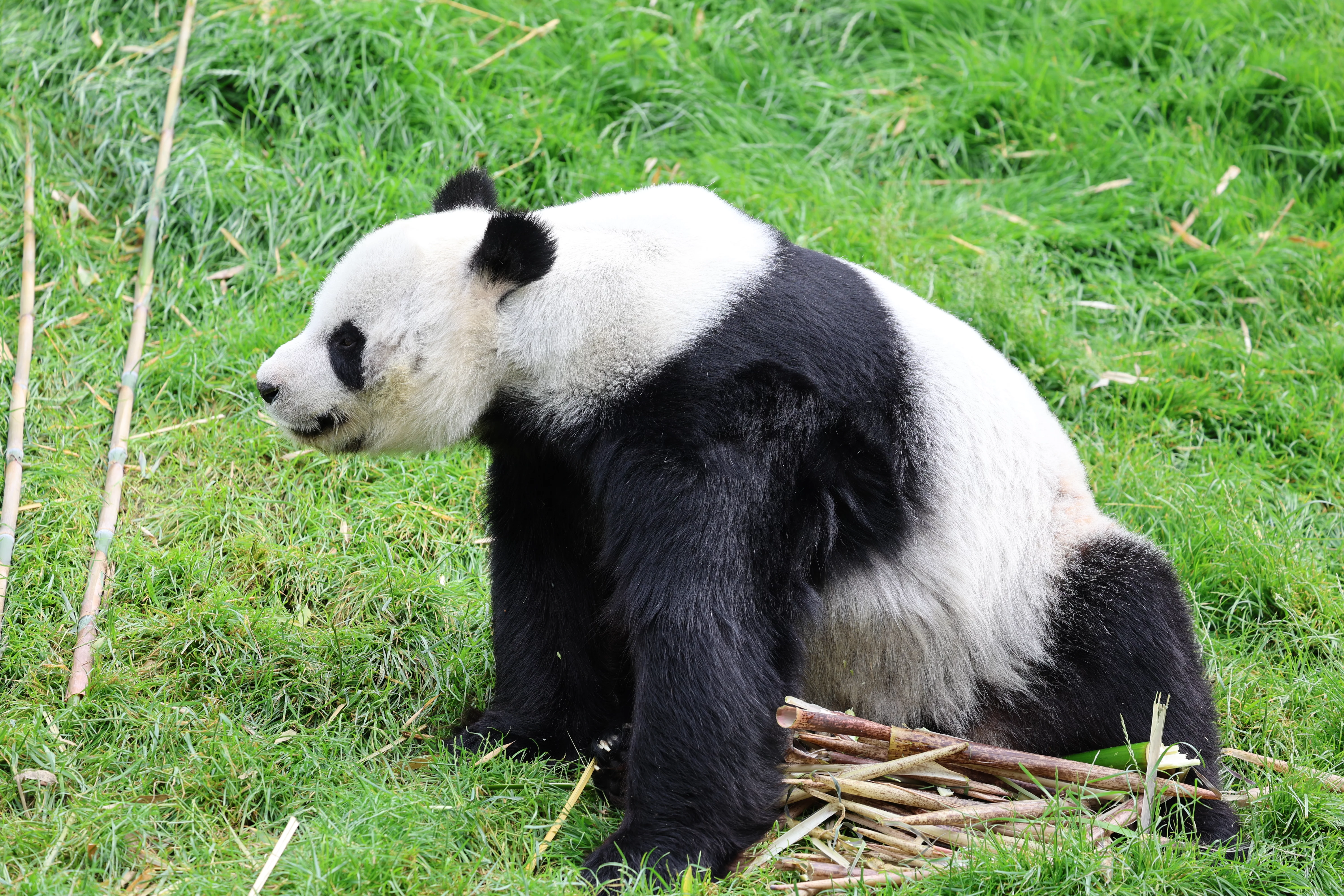 Pairi Daiza