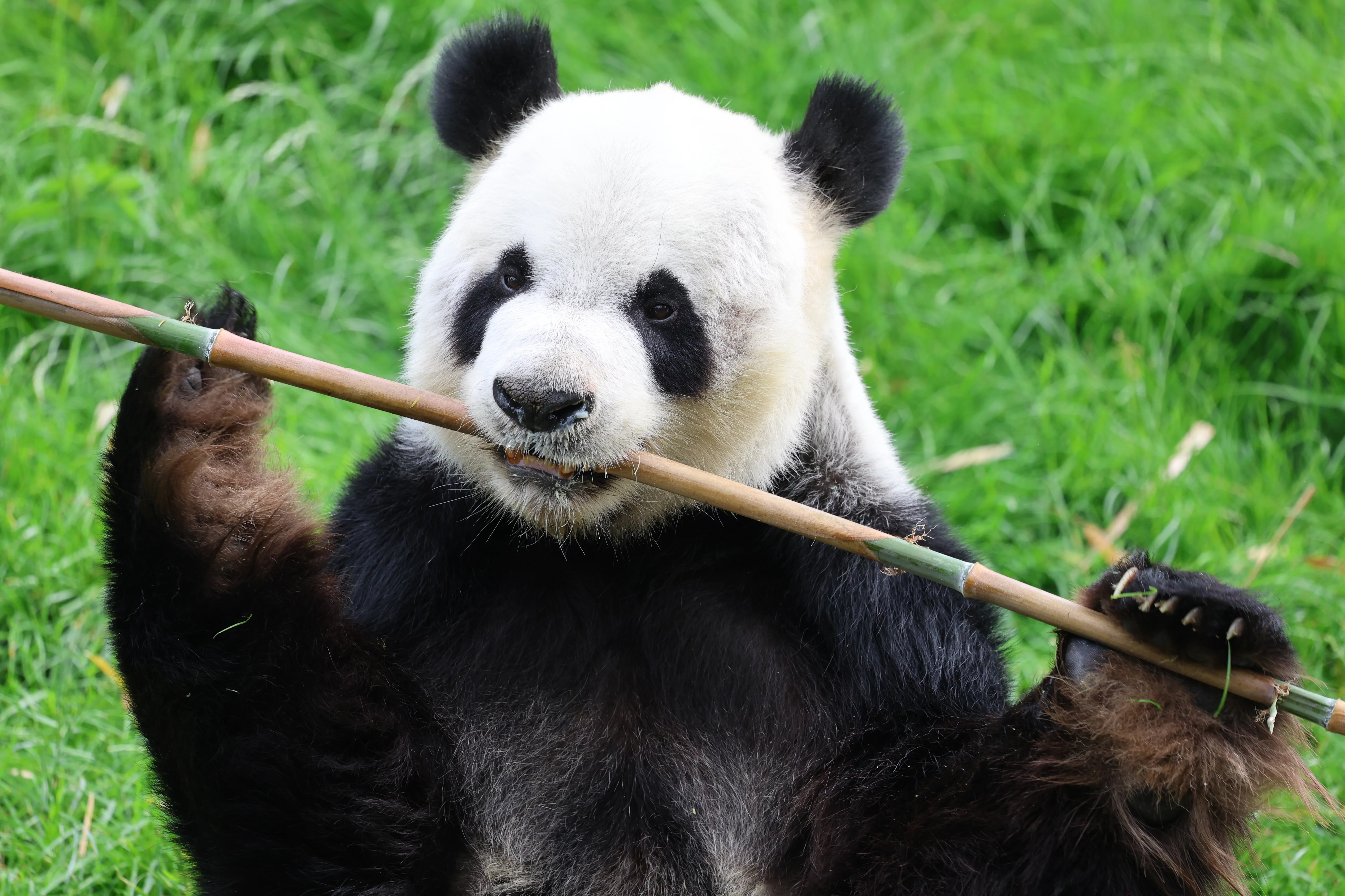 Pairi Daiza