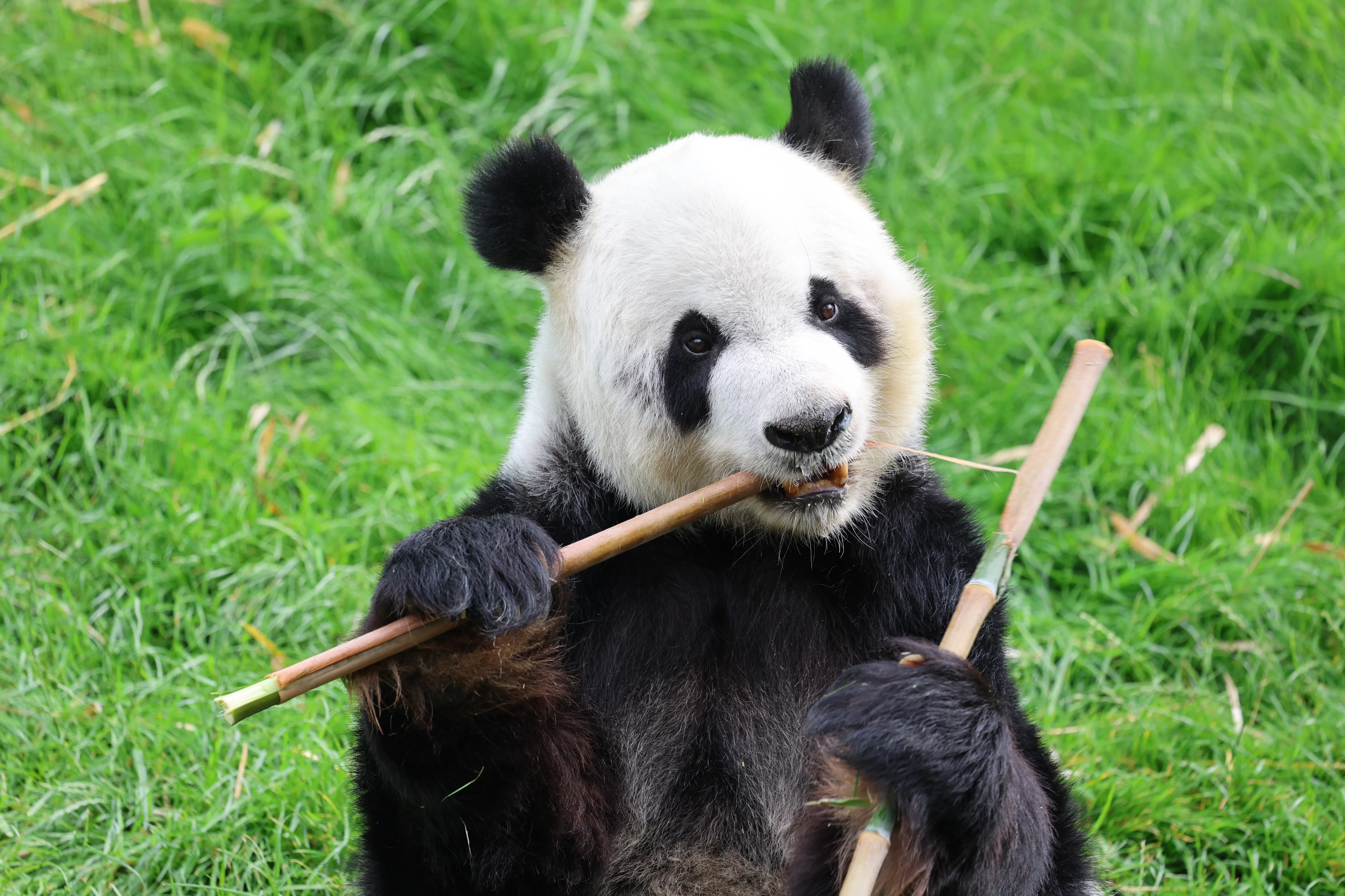 Pairi Daiza