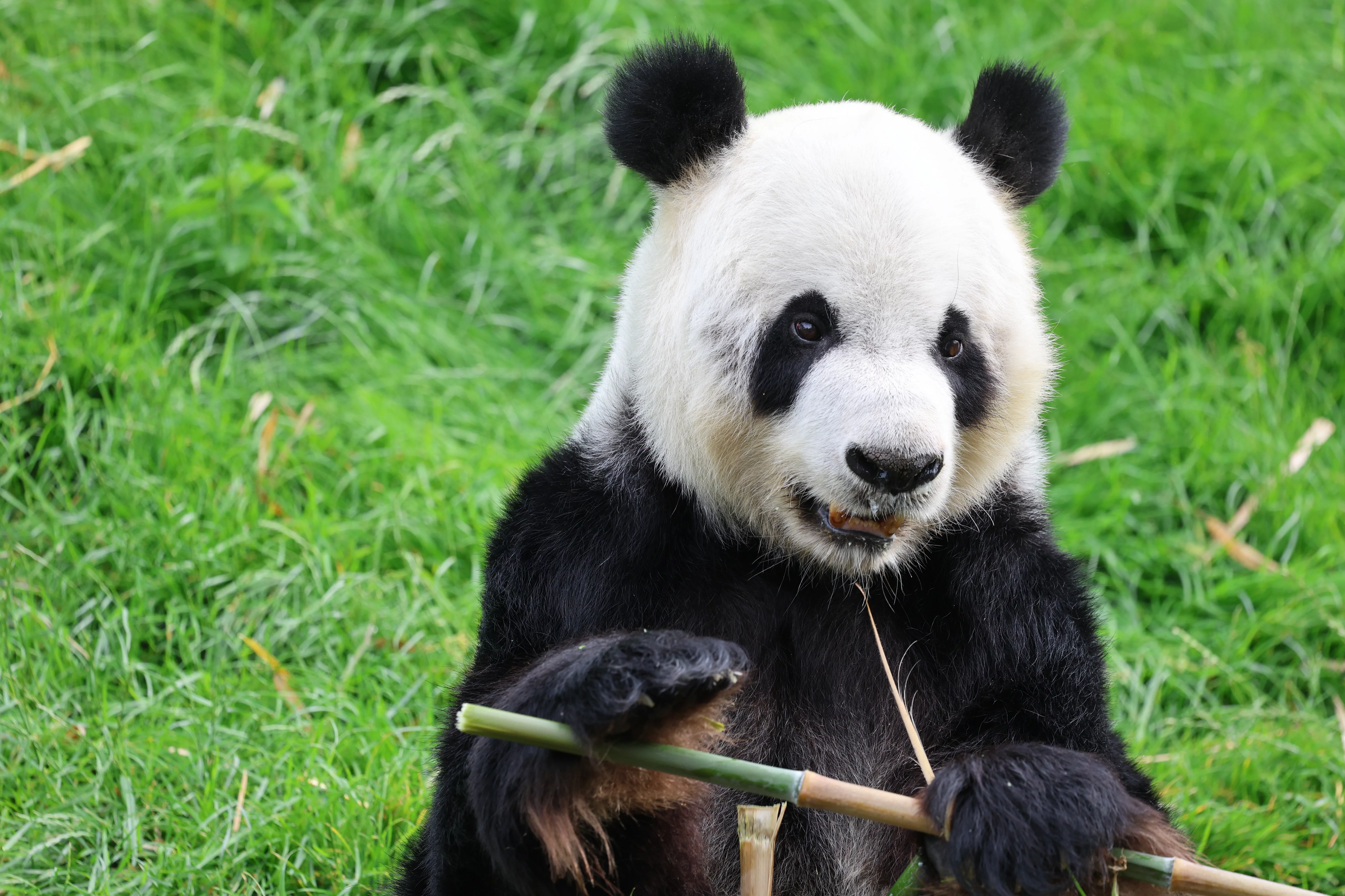 Pairi Daiza