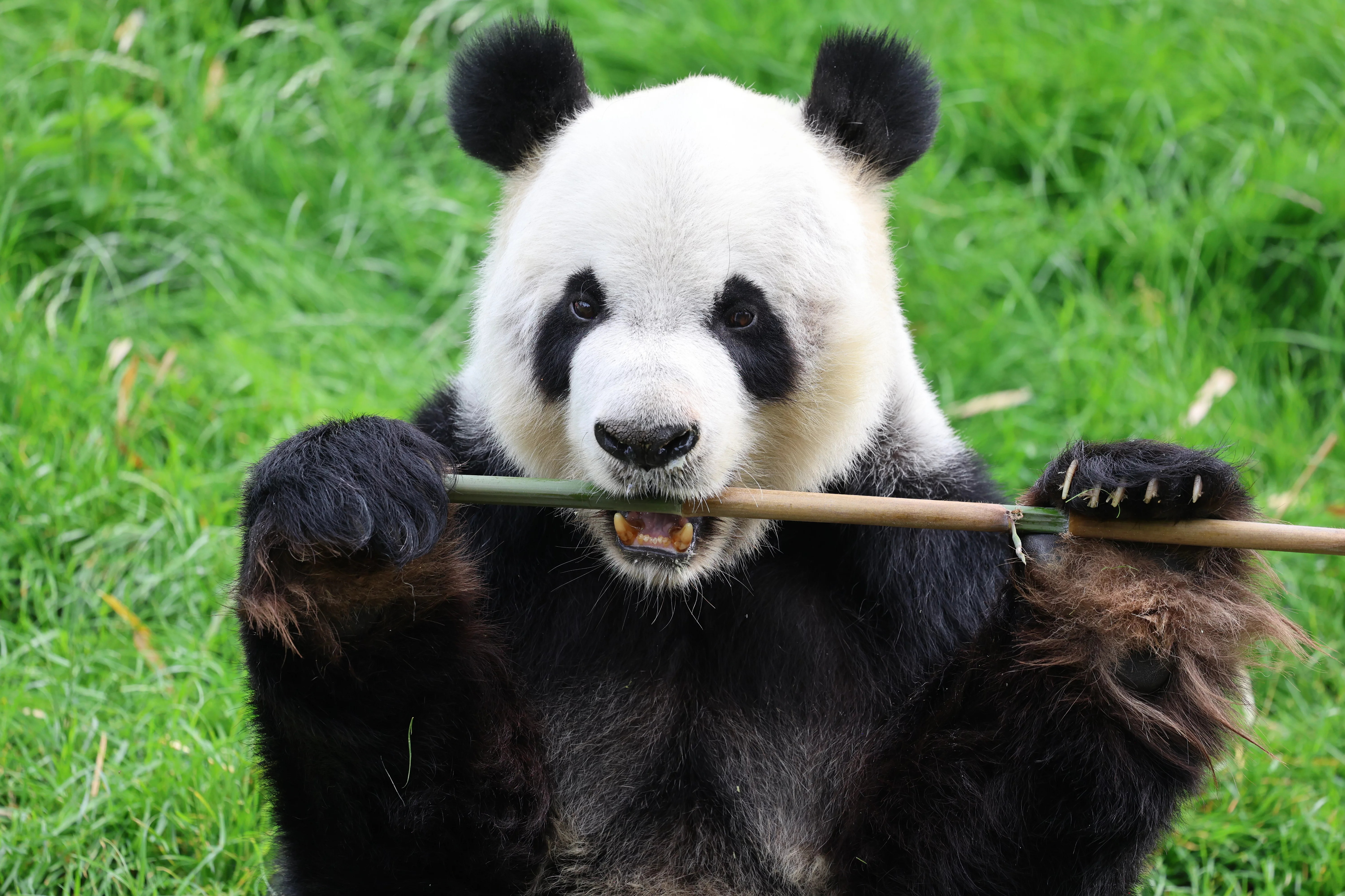 Pairi Daiza