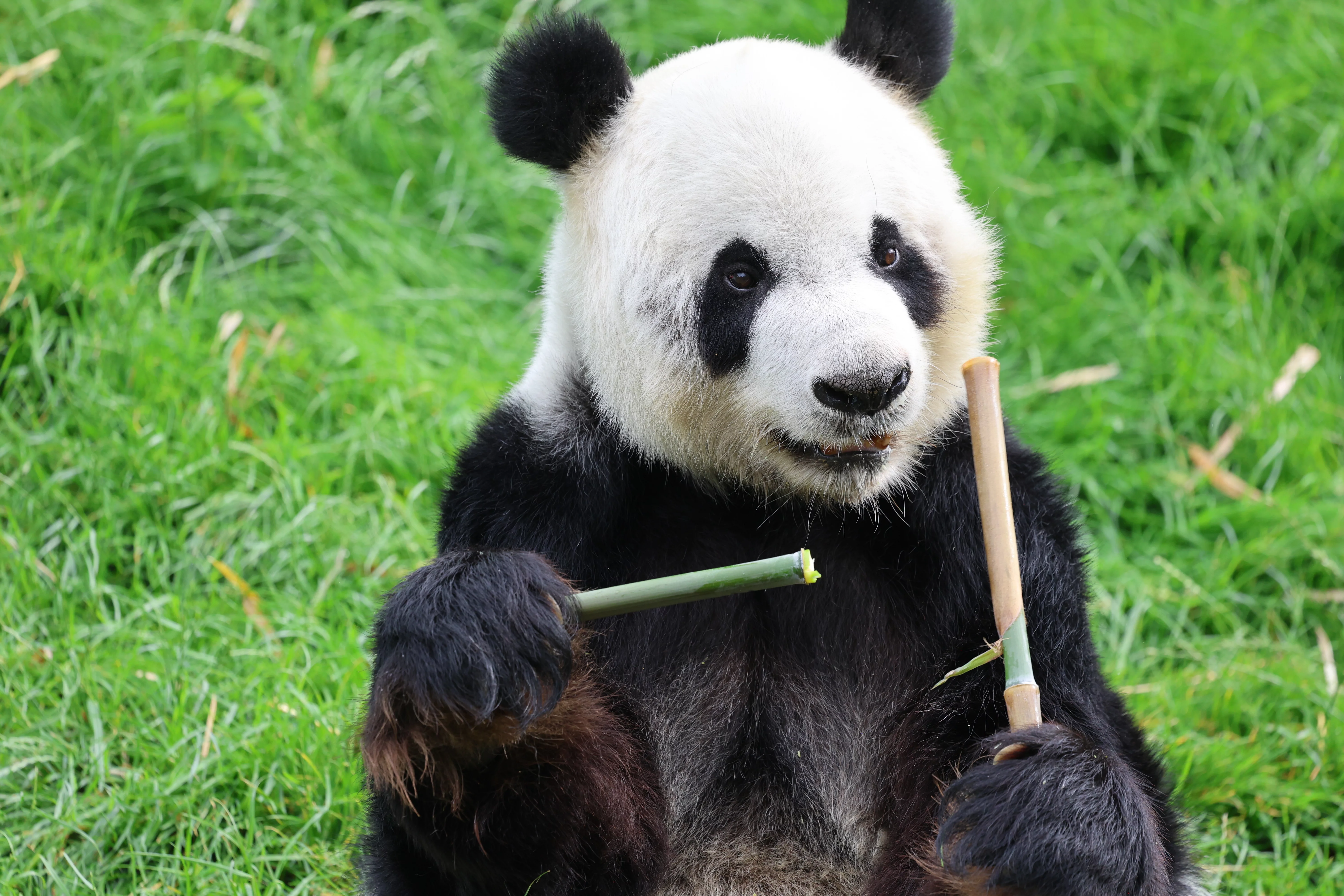 Pairi Daiza