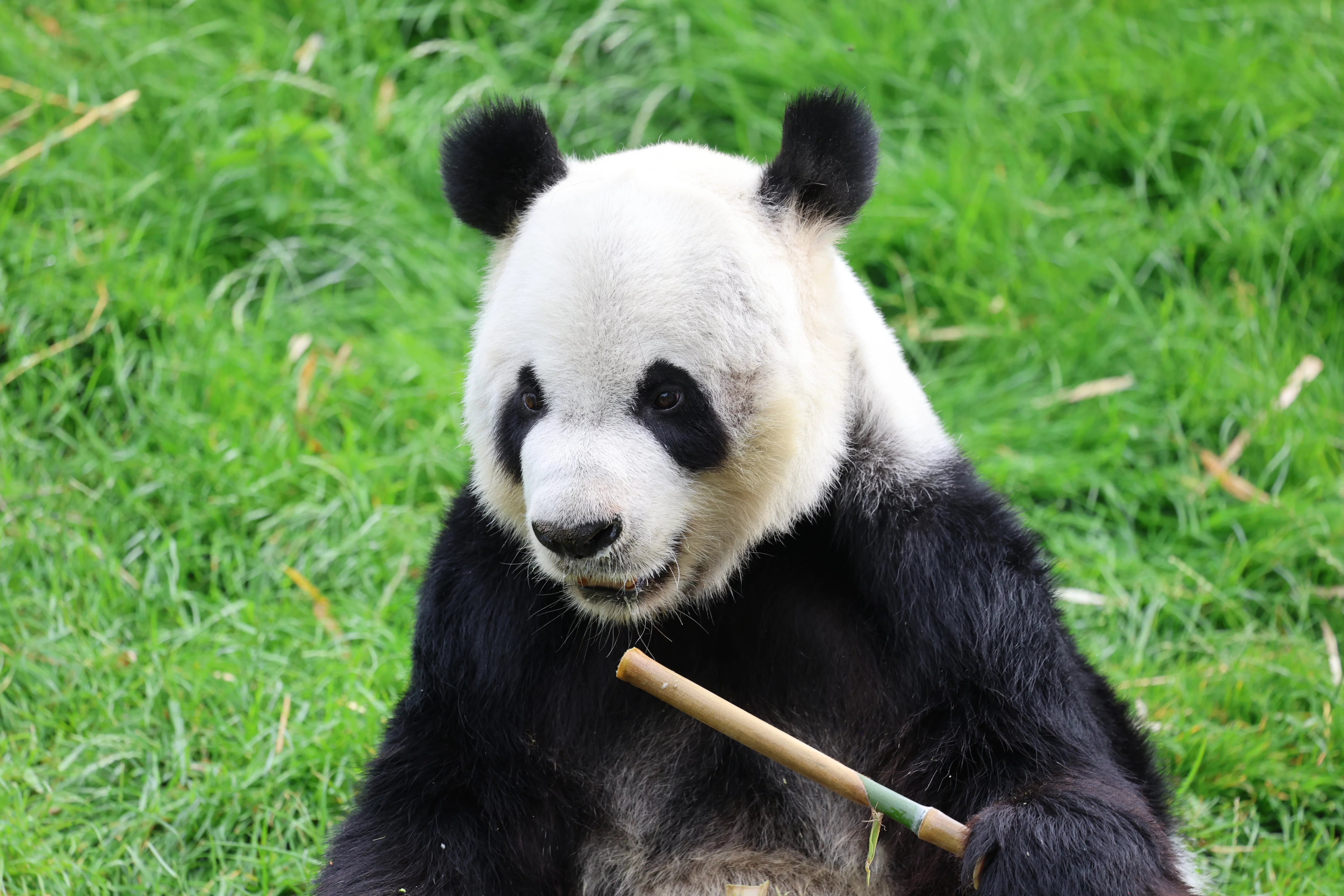 Pairi Daiza