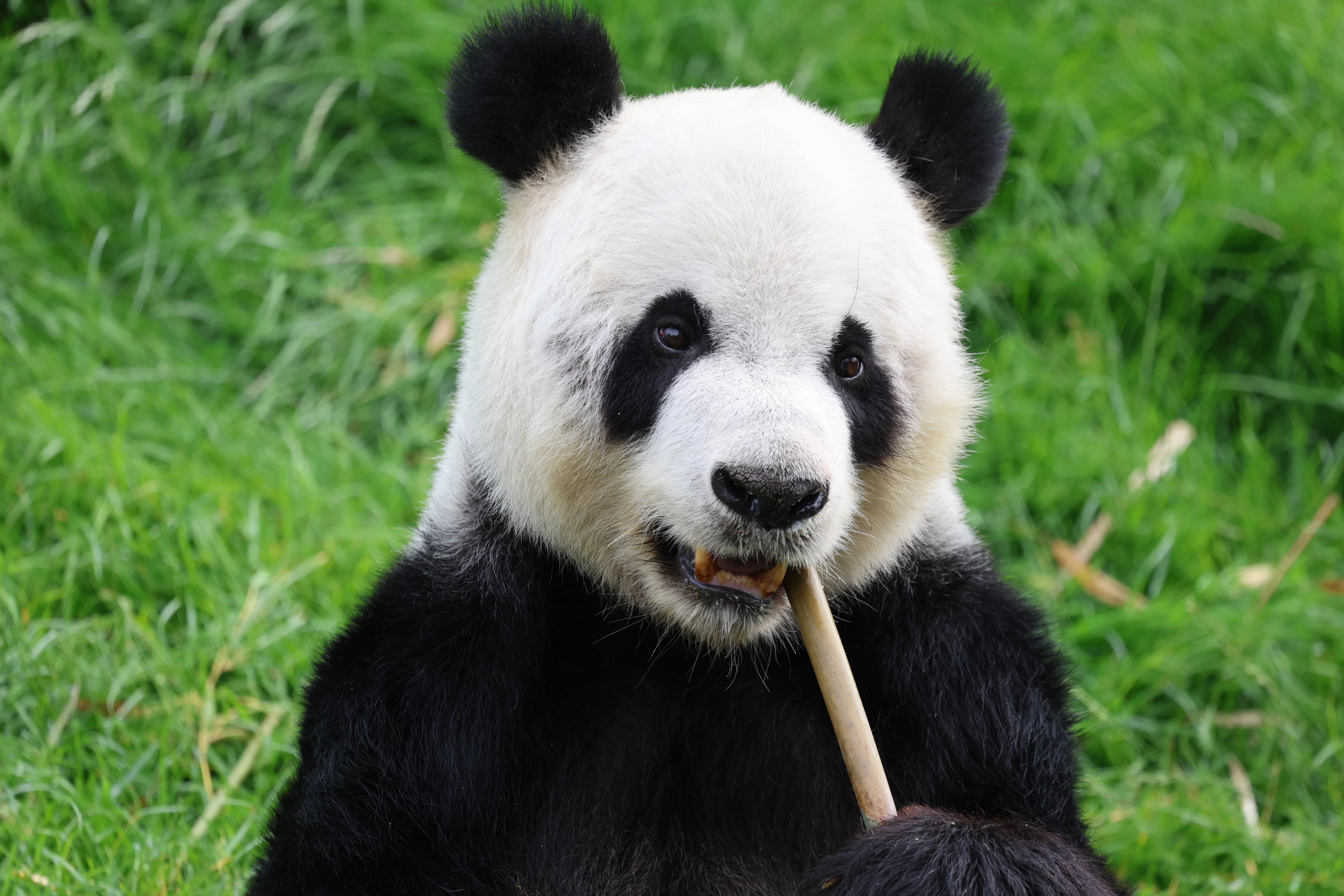 Pairi Daiza