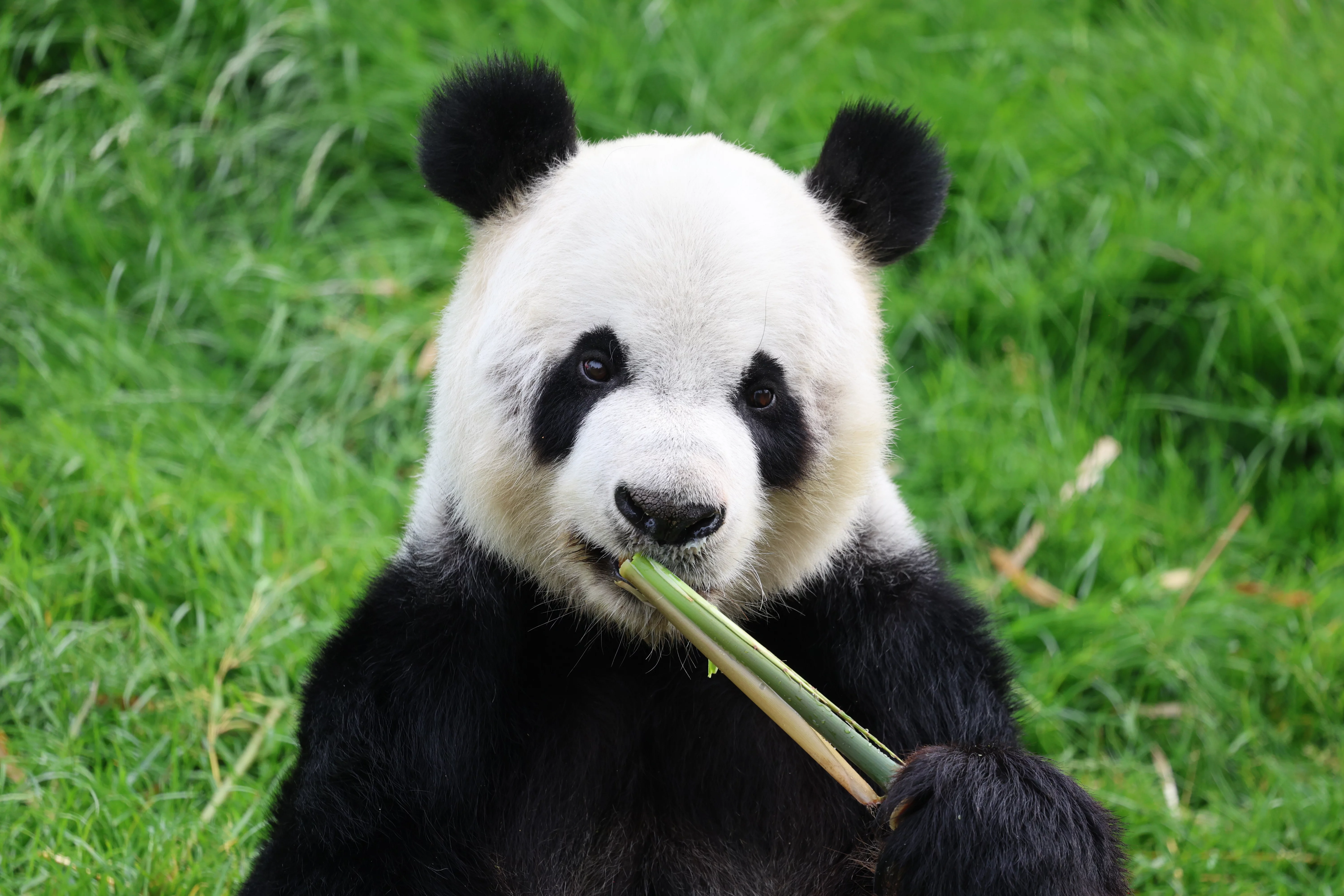 Pairi Daiza