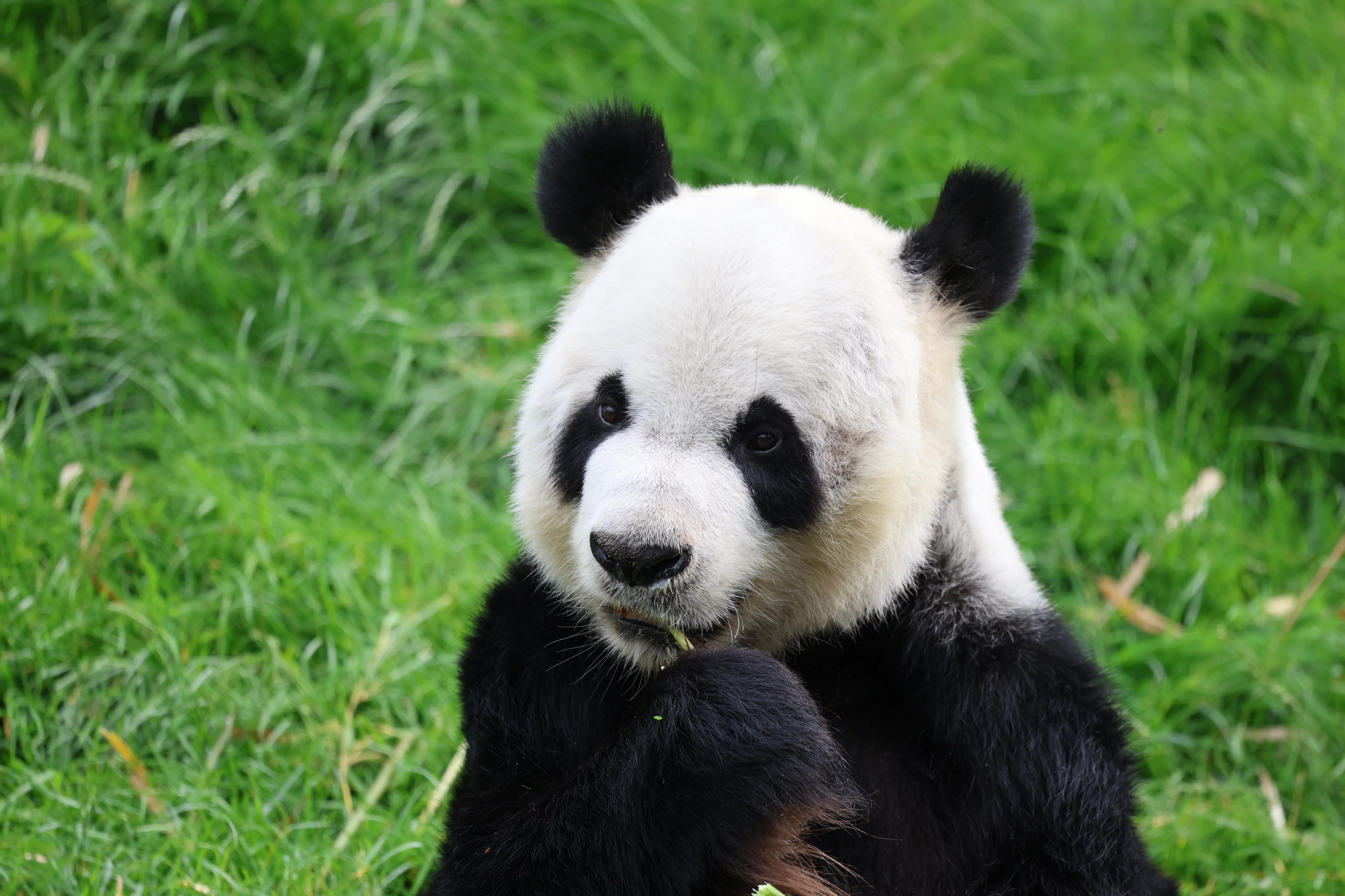Pairi Daiza