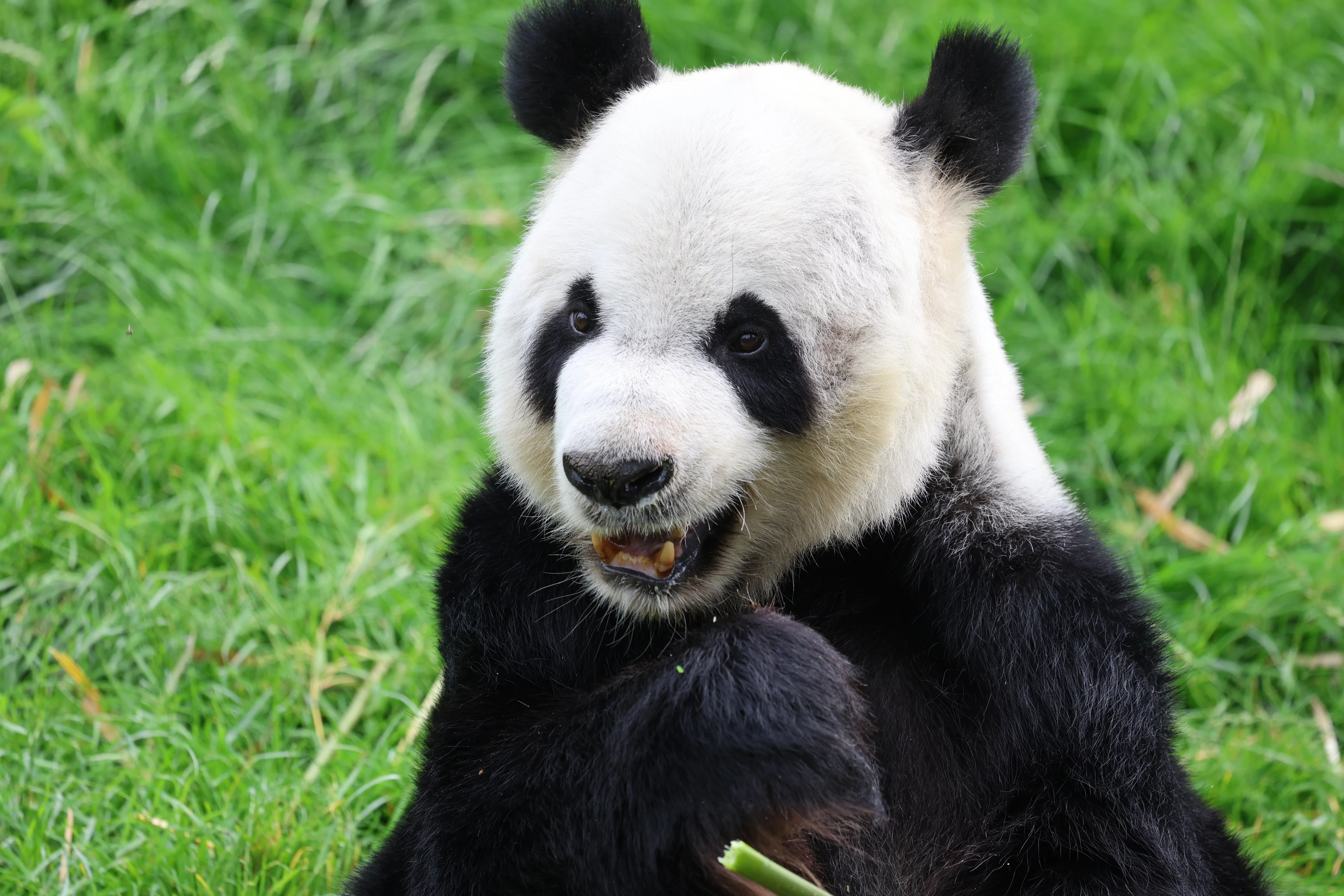 Pairi Daiza
