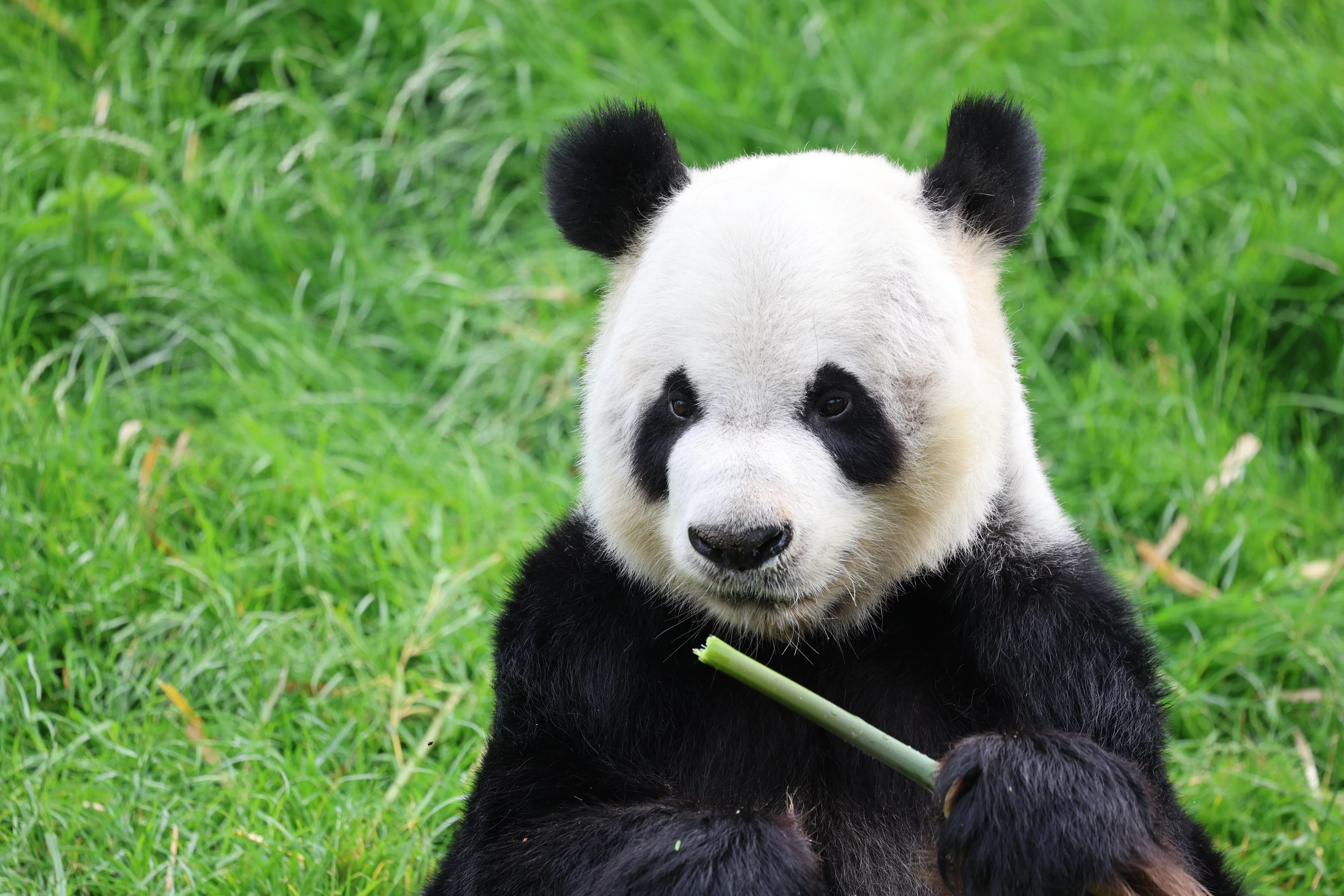 Pairi Daiza