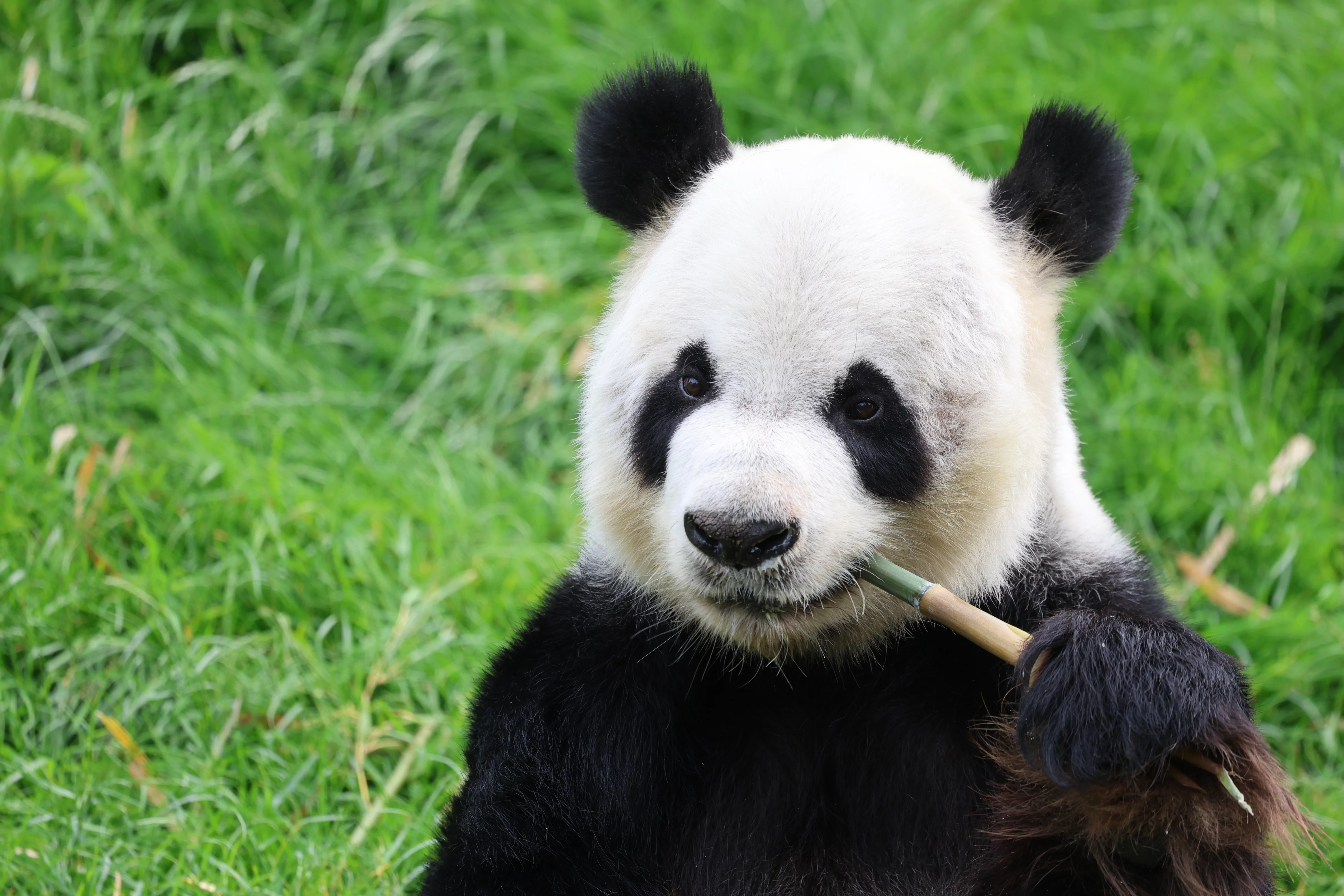 Pairi Daiza