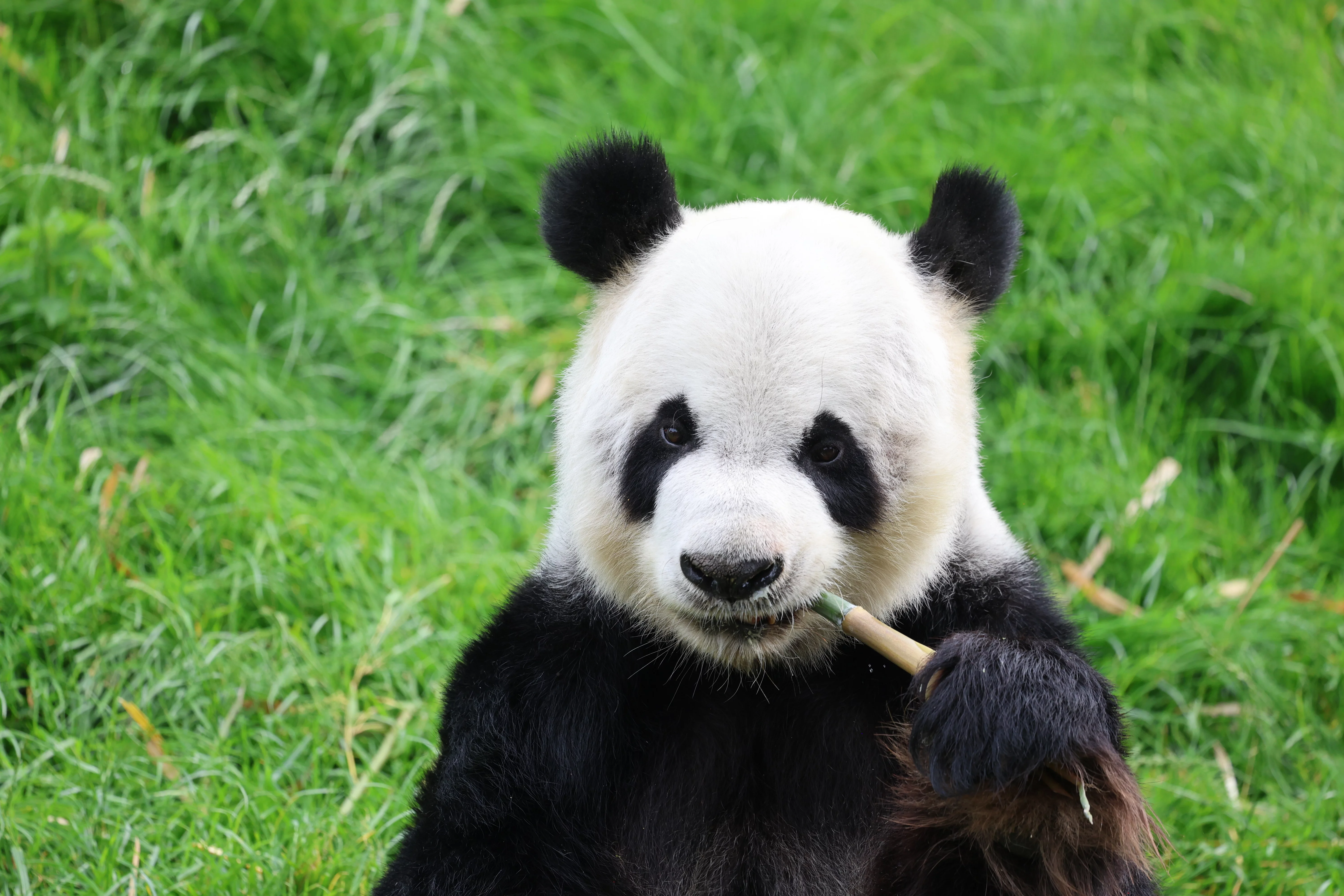 Pairi Daiza